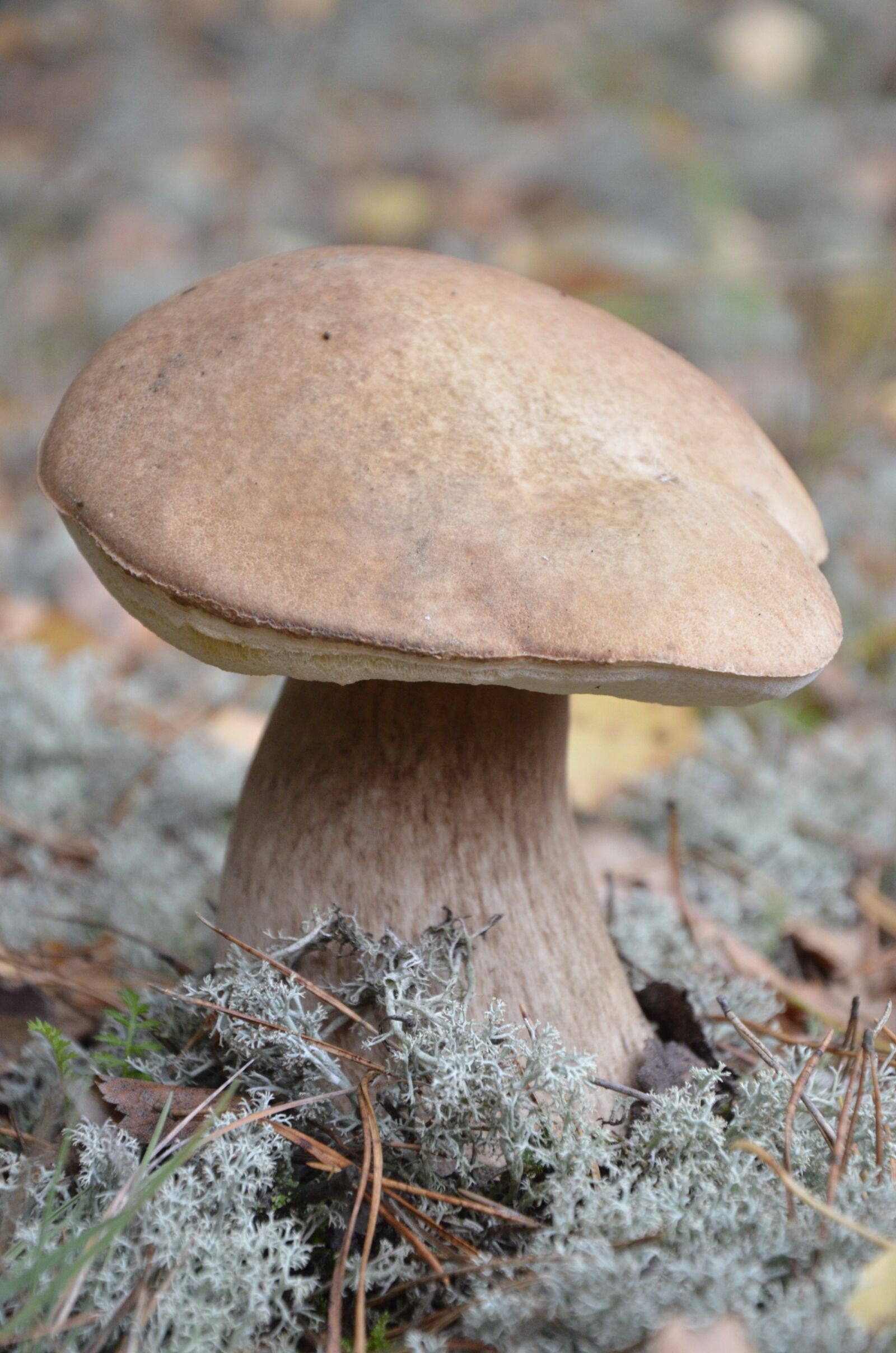Nikon D7000 sample photo. Mushroom, forest, nature photography