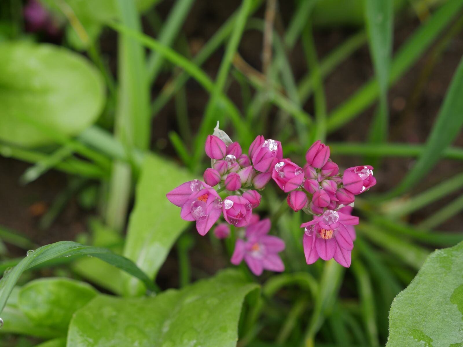 Panasonic Lumix DMC-GX8 sample photo. Cockerel, pink flower, after photography
