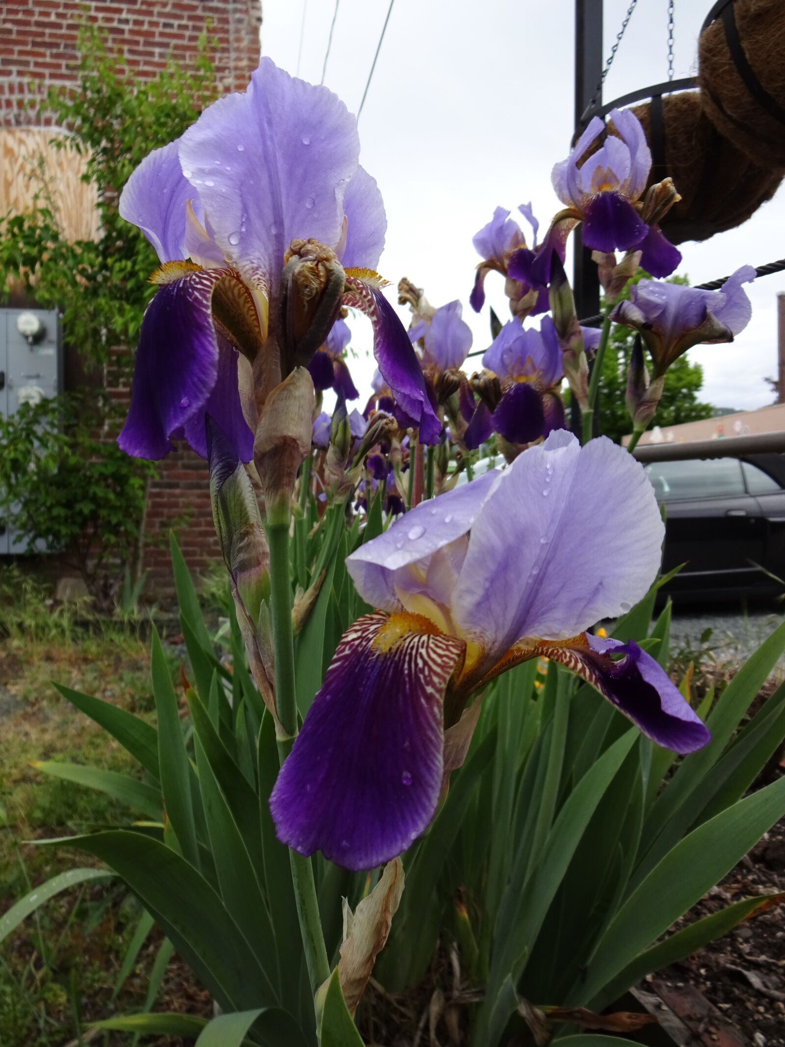 Sony Cyber-shot DSC-WX220 sample photo. Iris, spring bloomer, perennial photography