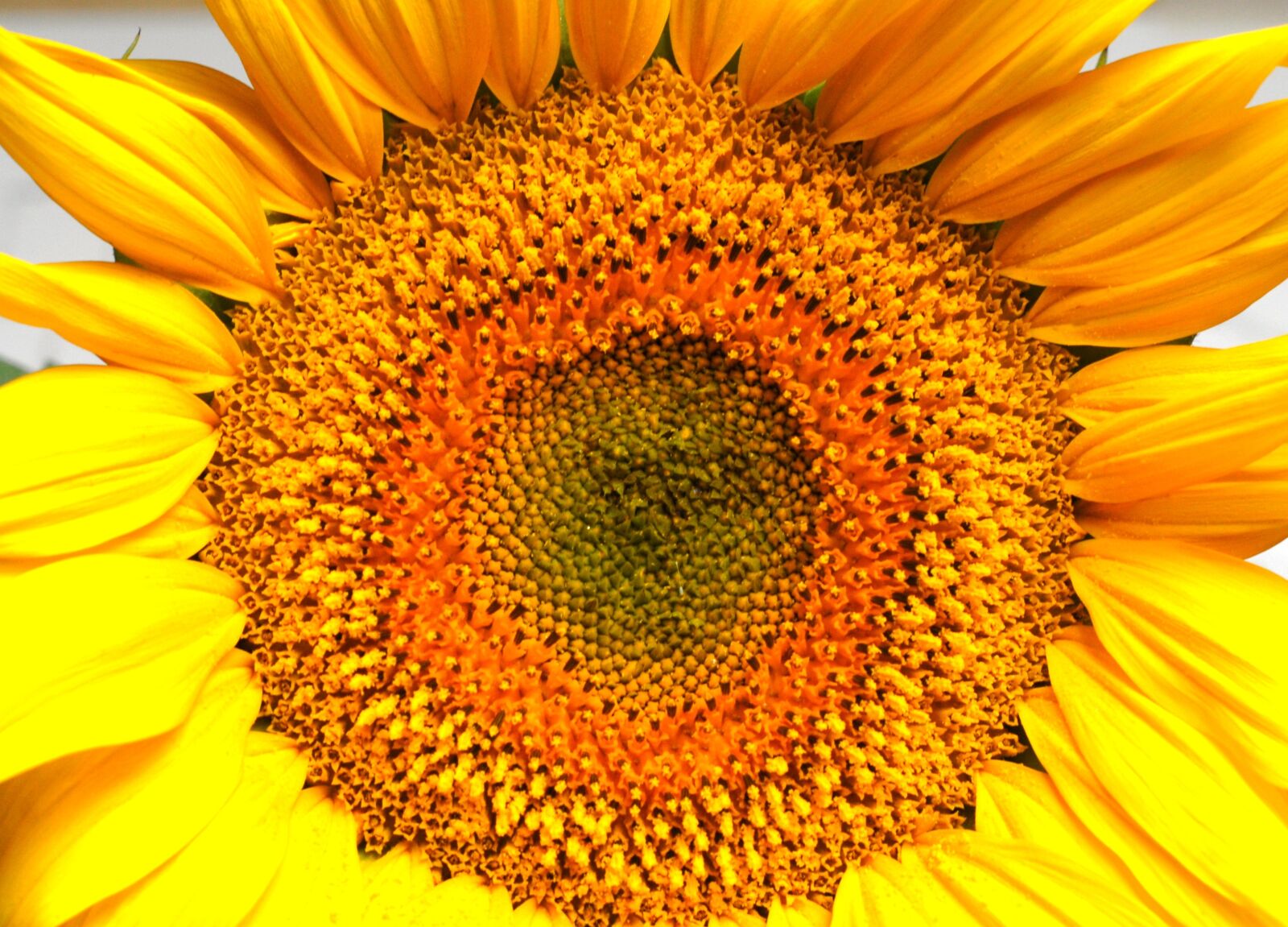 Nikon D200 sample photo. Nature, flower, sunflower photography