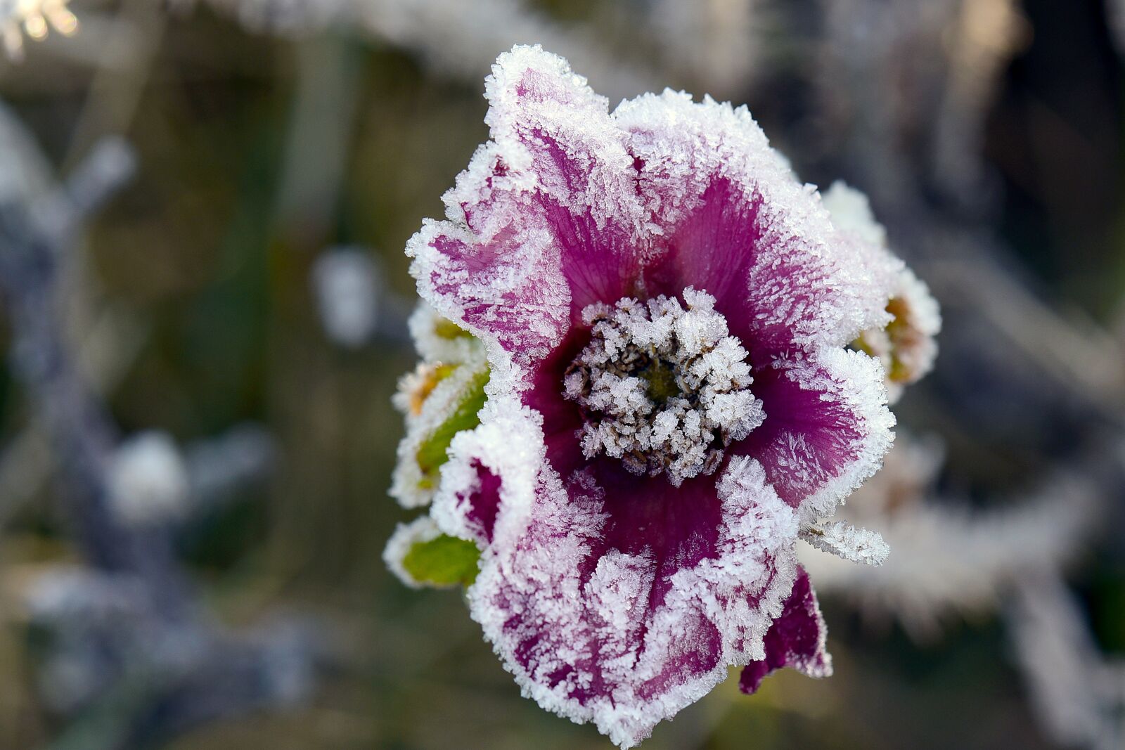 Nikon D750 sample photo. Ice flowers, rose, hoarfrost photography
