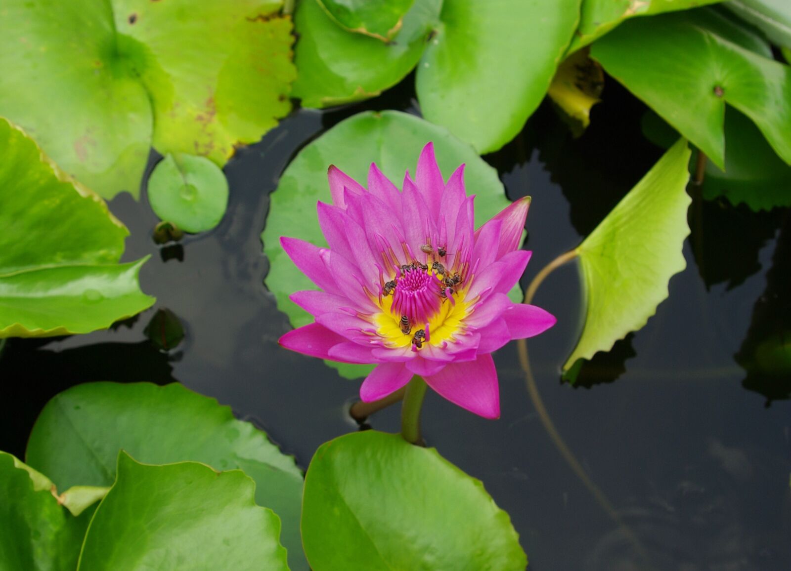 Pentax K10D sample photo. Flower, thailand, lotus photography