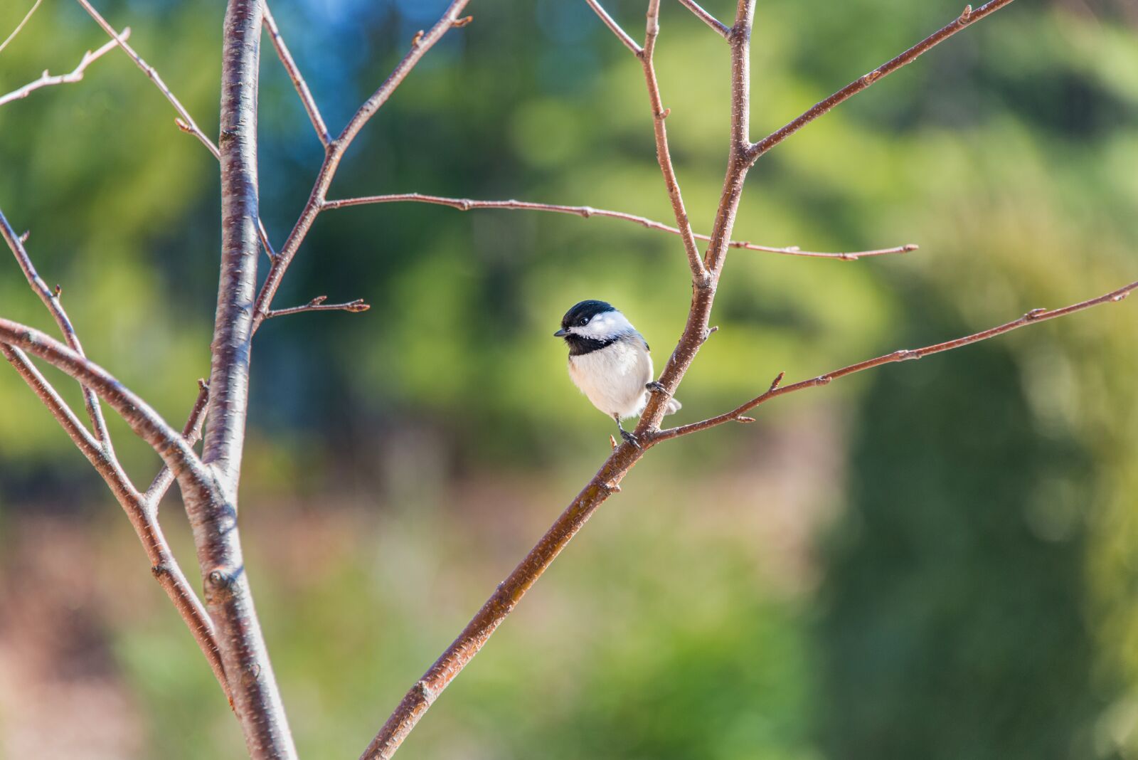 Nikon D800 sample photo. Black-capped, birds, chickadee photography