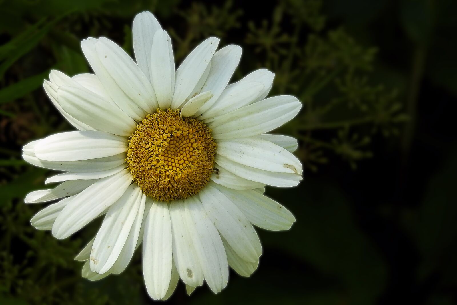Nikon Coolpix P900 sample photo. Marguerite, white, composites photography