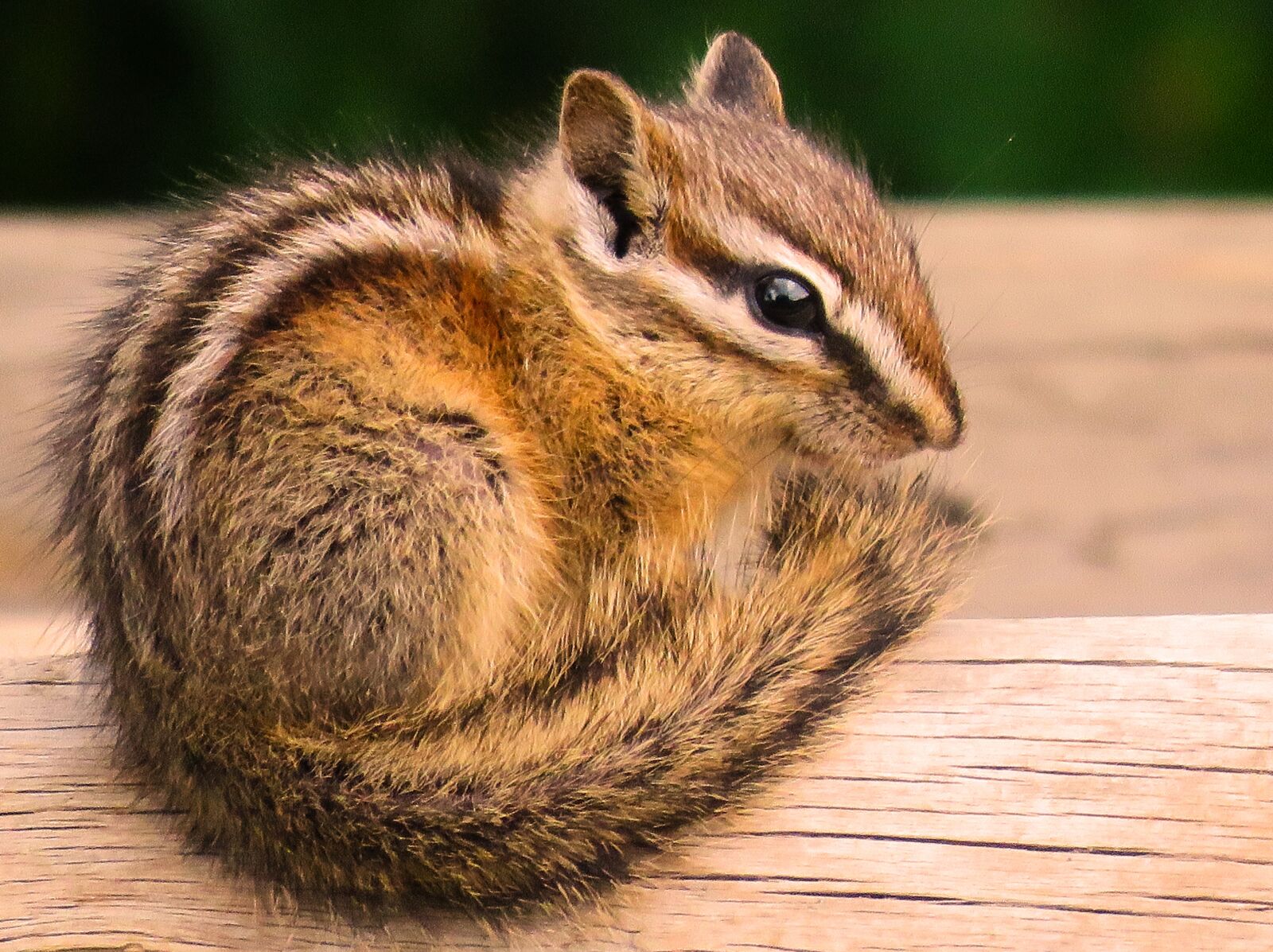 Canon PowerShot SX60 HS sample photo. Chipmunk, wildlife, cute photography