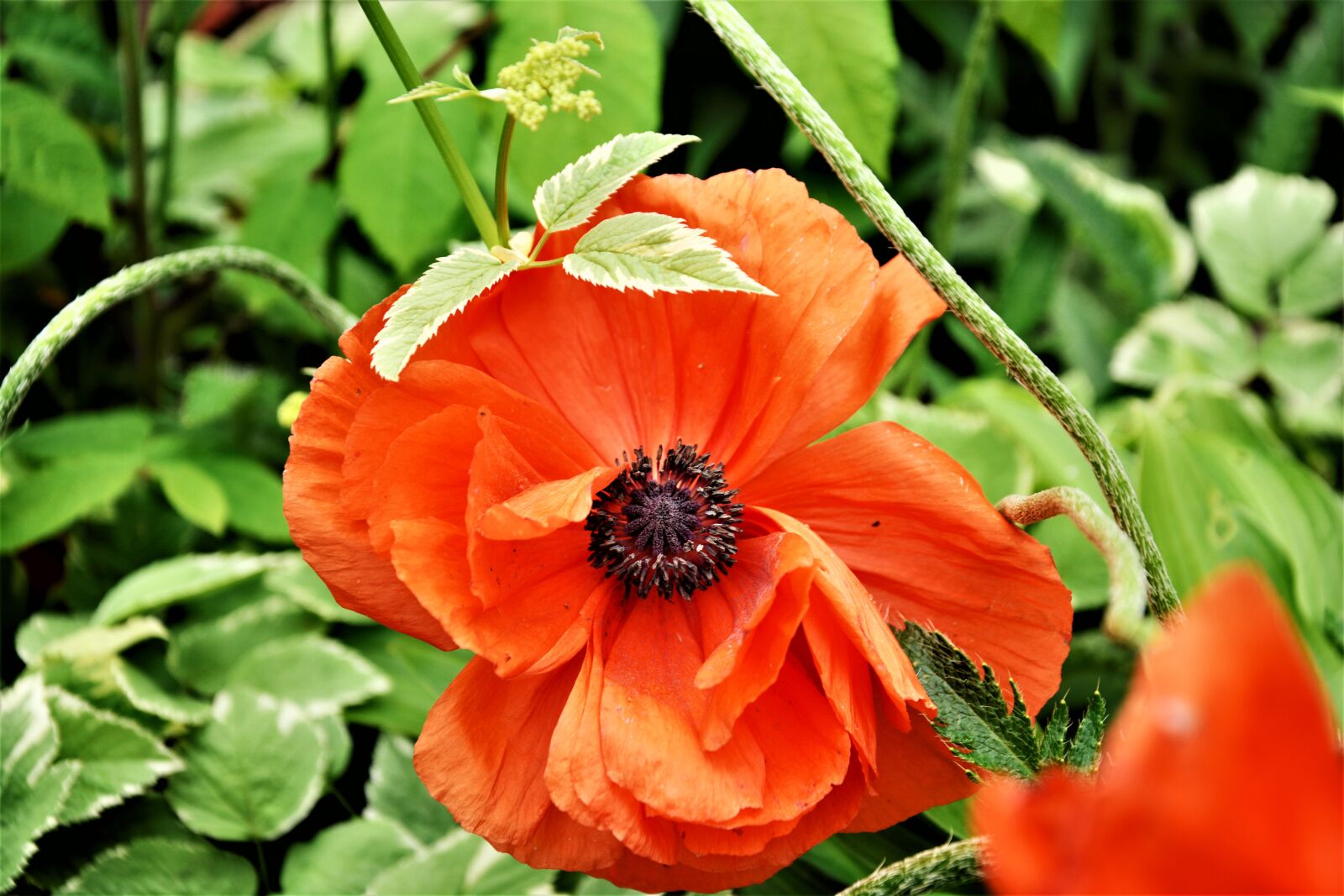 Nikon D7100 sample photo. Flower, poppy, blossom photography