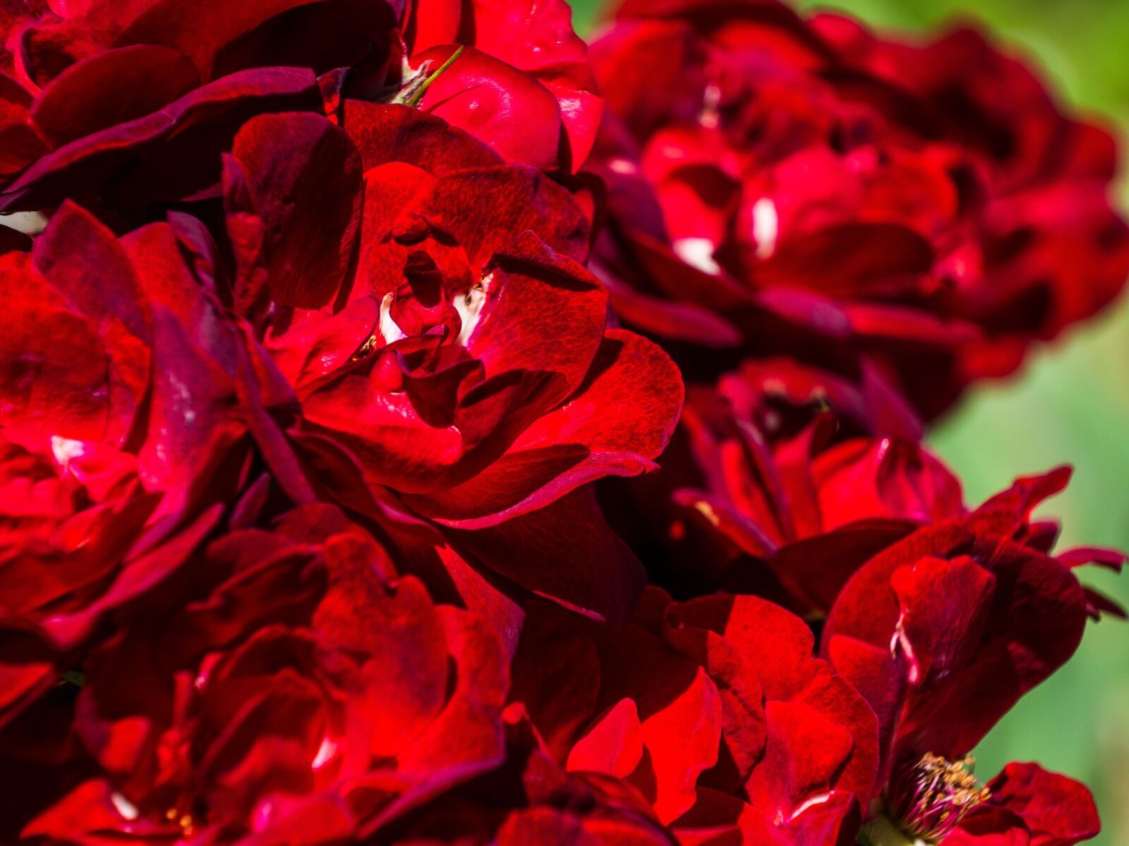 Olympus M.Zuiko Digital ED 12-200mm F3.5-6.3 sample photo. Flower, group, rose photography