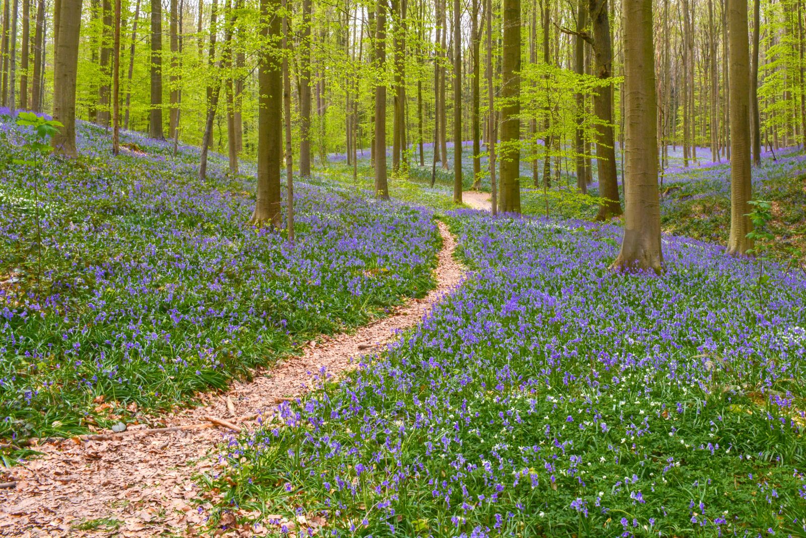 Nikon D5200 sample photo. Nature, forest, hallerbos photography