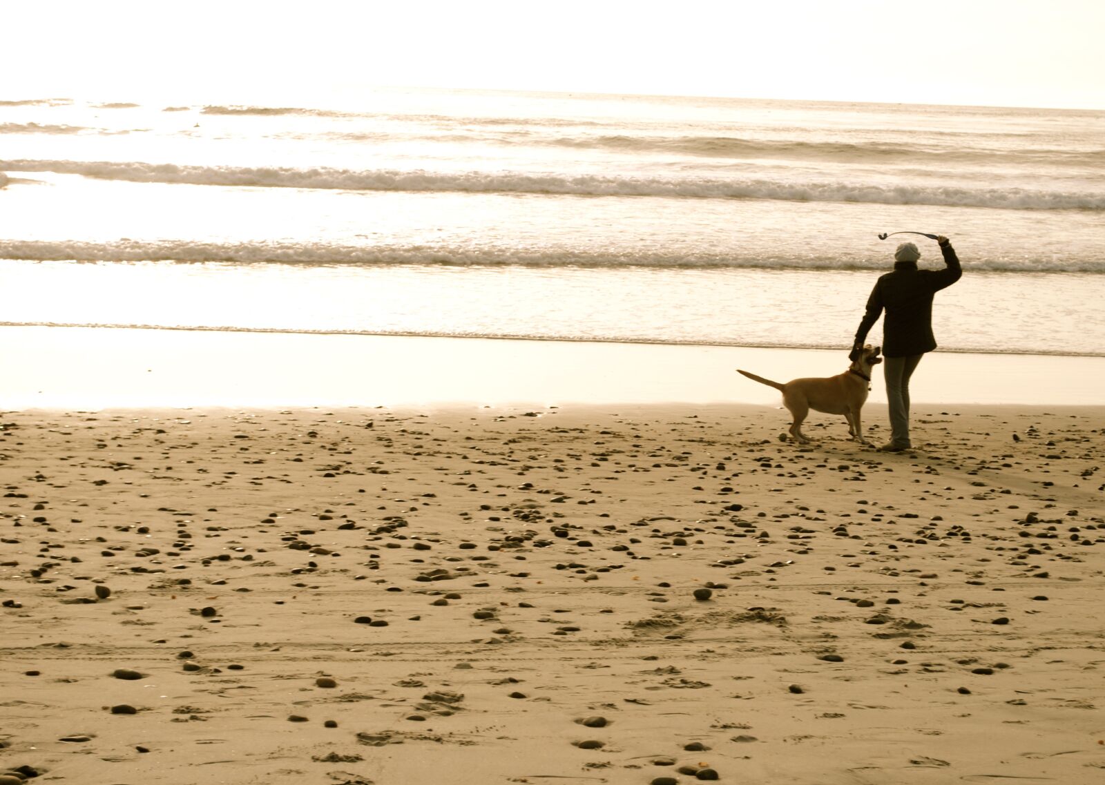 Nikon D3000 sample photo. Beach, dog, sand photography