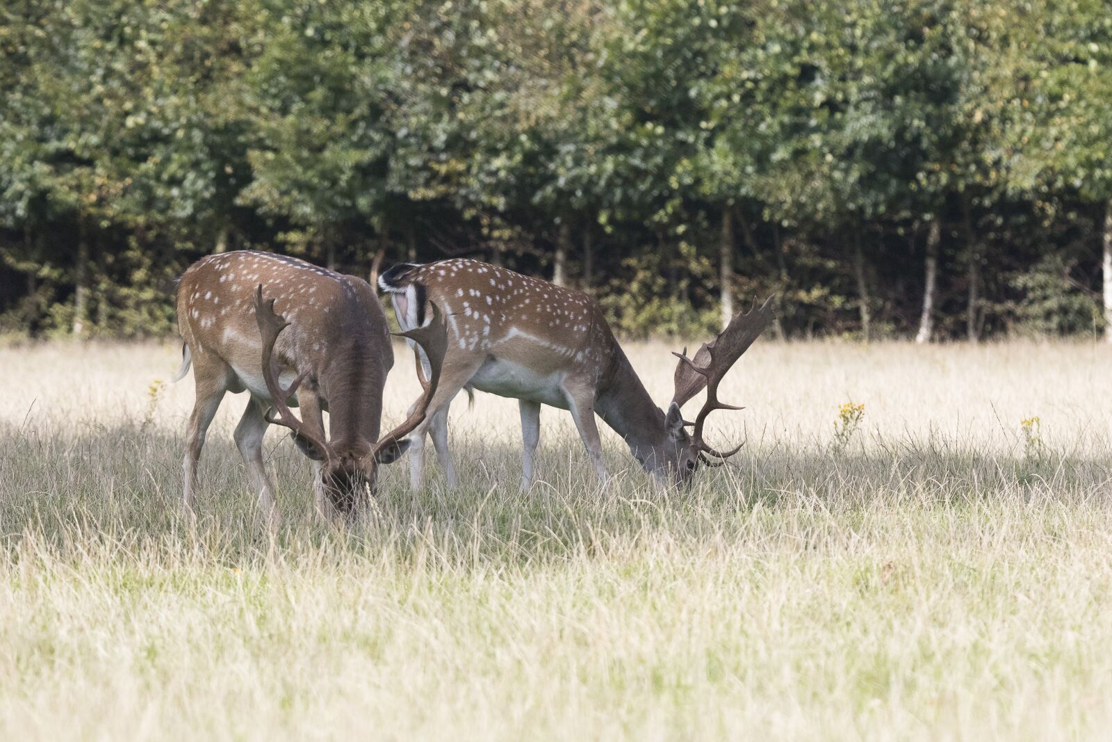 Canon EOS 7D Mark II + Tamron SP 150-600mm F5-6.3 Di VC USD sample photo. Deer, fallow deer, antlers photography