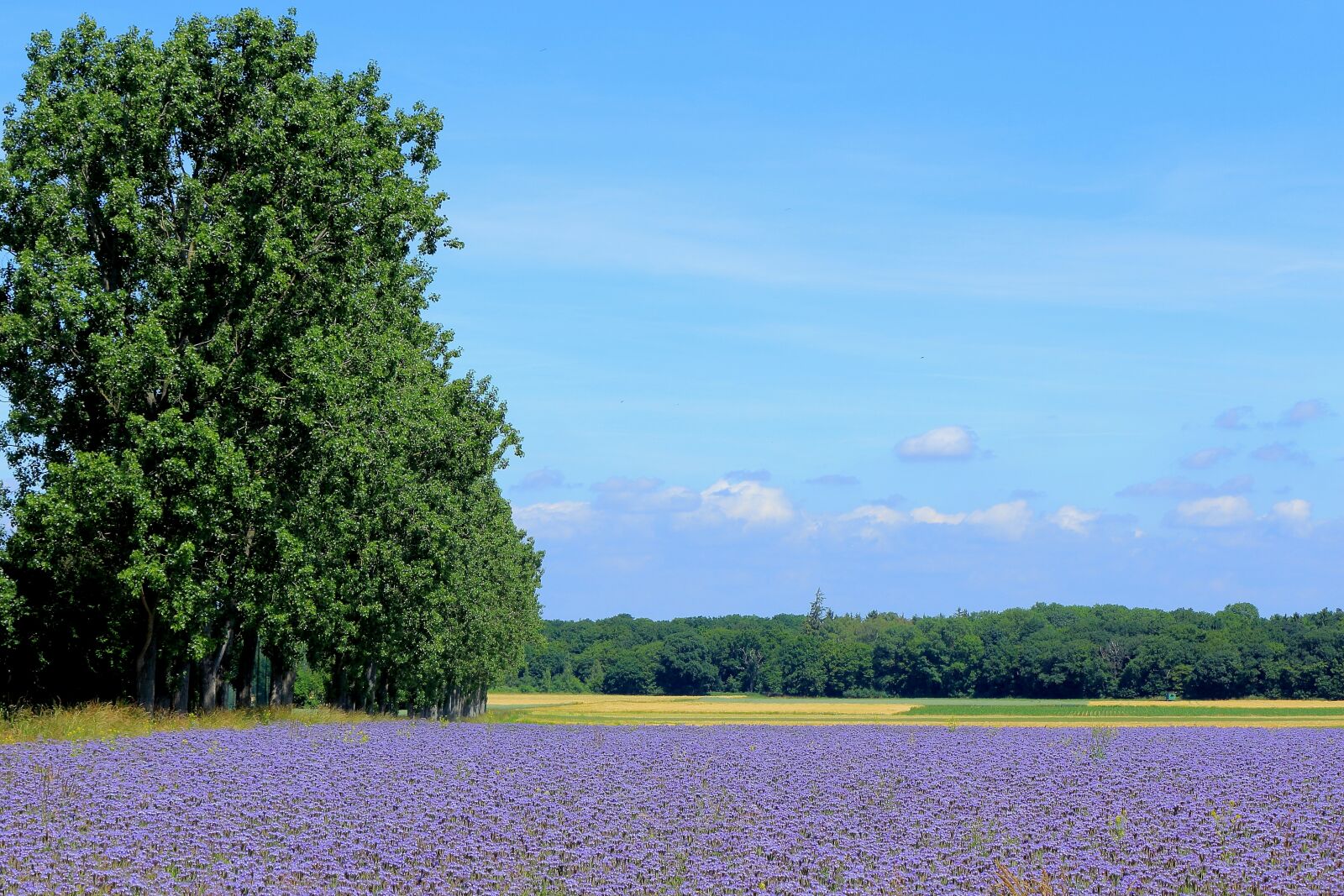 Canon EOS 700D (EOS Rebel T5i / EOS Kiss X7i) sample photo. Tree, sky, landscape photography
