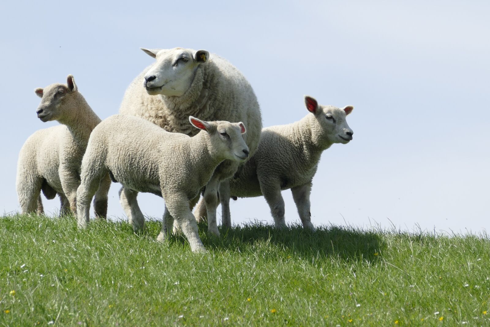 Panasonic Lumix DMC-FZ1000 sample photo. Dike, sheep, lambs photography