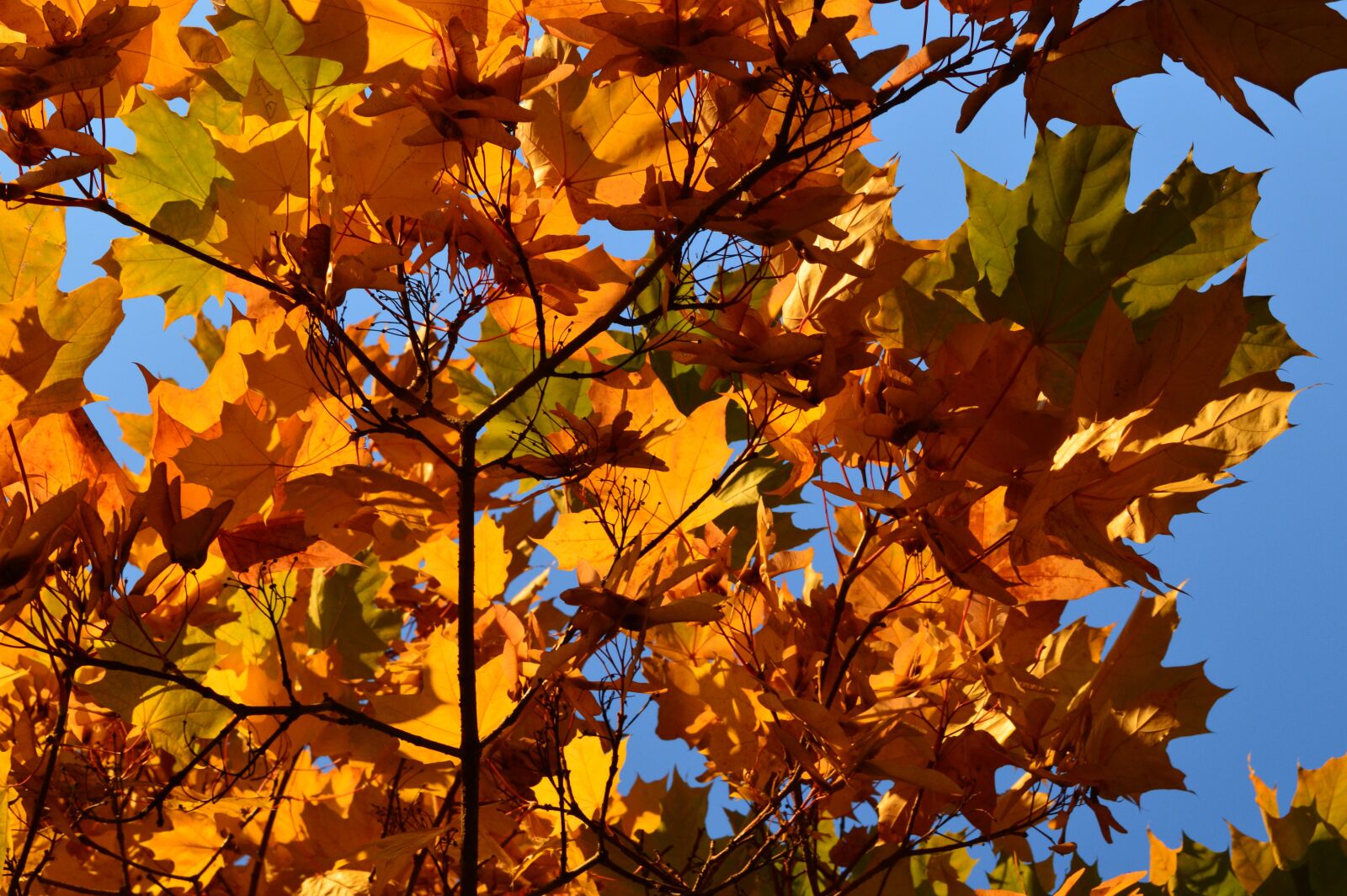 Nikon D3200 sample photo. Nature, colorful, warm photography