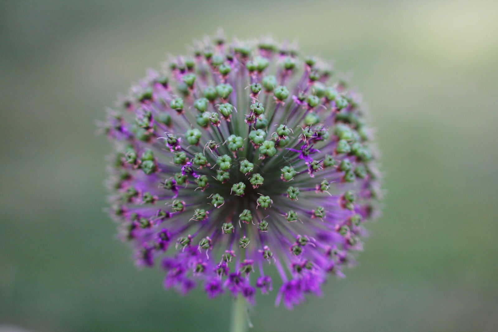 Canon EOS 60D sample photo. Flower, flora, nature photography