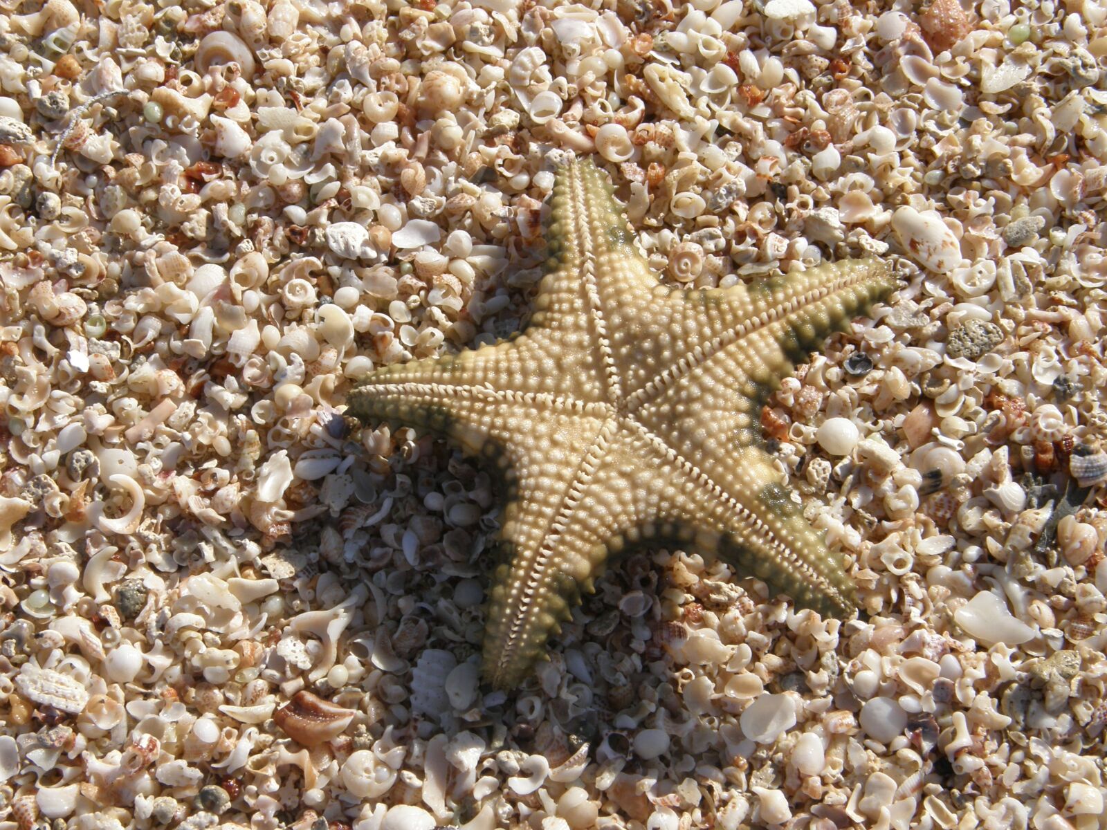 Olympus SP550UZ sample photo. Star, shells, beach photography