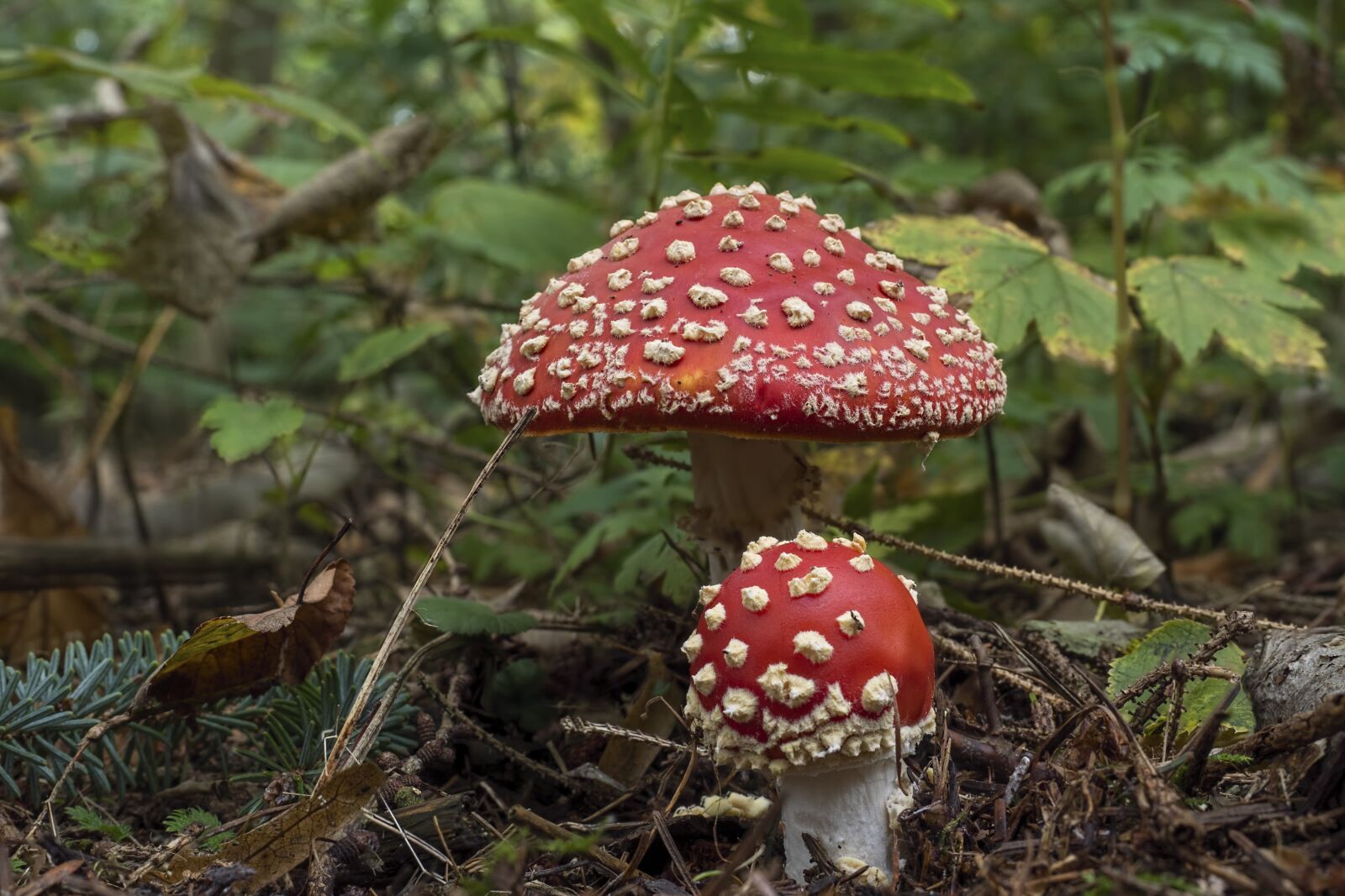 Olympus OM-D E-M5 II + Olympus M.Zuiko Digital ED 12-40mm F2.8 Pro sample photo. Matryoshka, red fly agaric photography