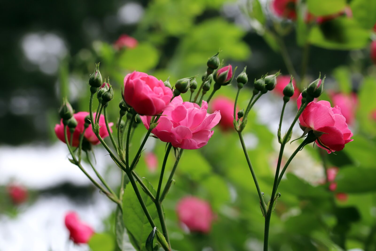 Canon EOS 6D Mark II sample photo. Rose, rose festival, flowers photography