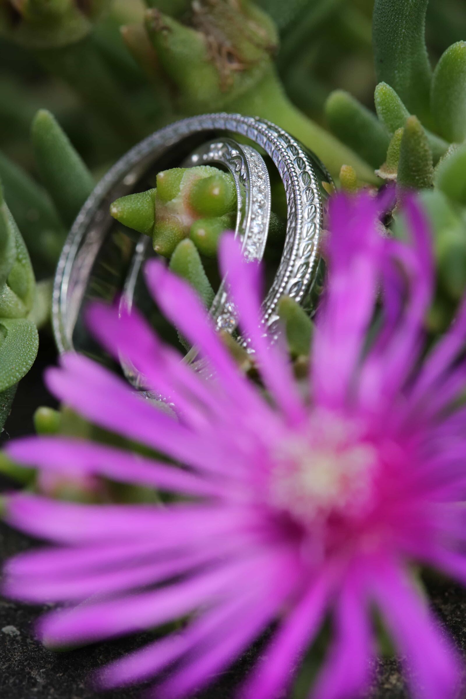 Canon EF 100mm F2.8 Macro USM sample photo. Cactus, details, flower, green photography