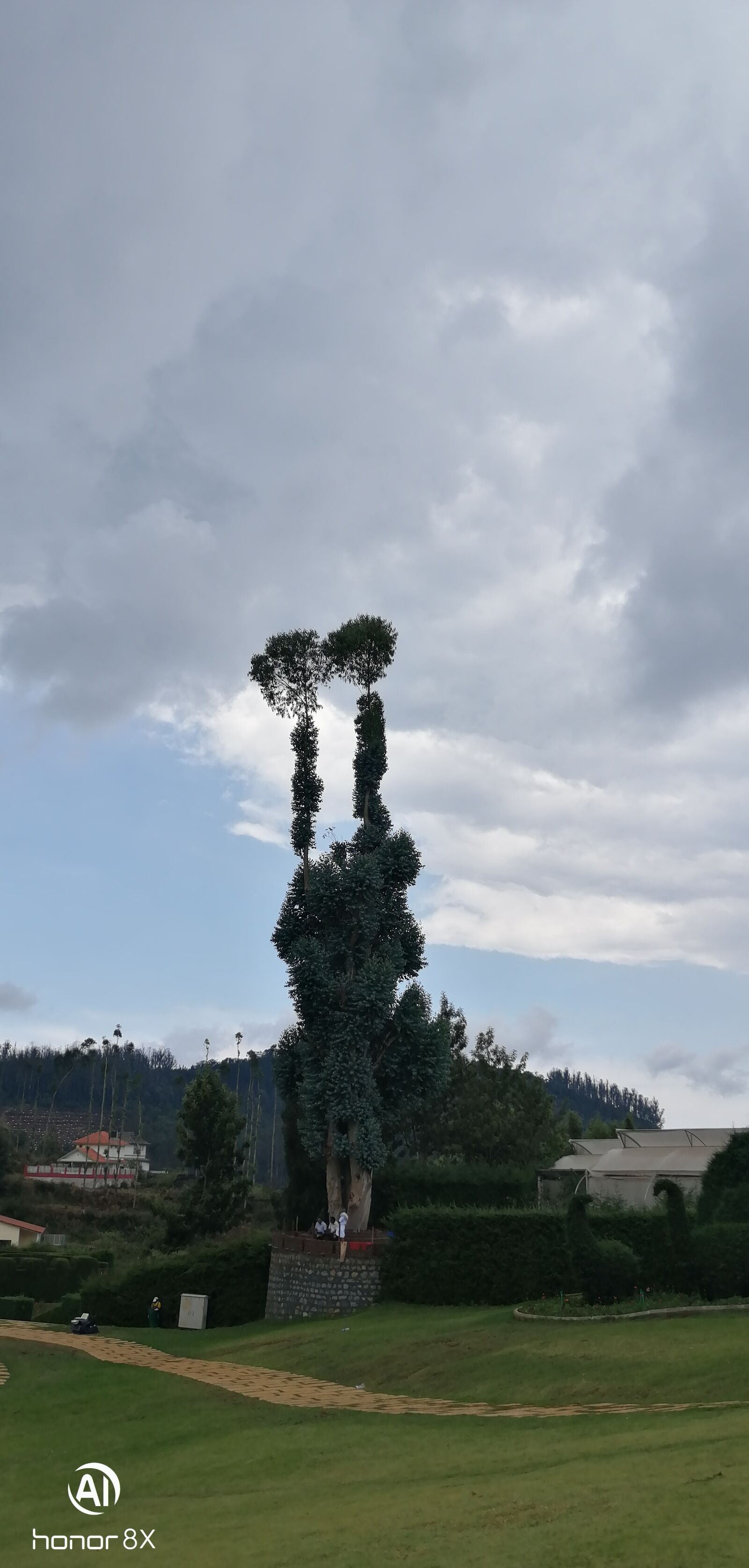 HUAWEI Honor 8x sample photo. Twin tree, cloudy, mountain photography