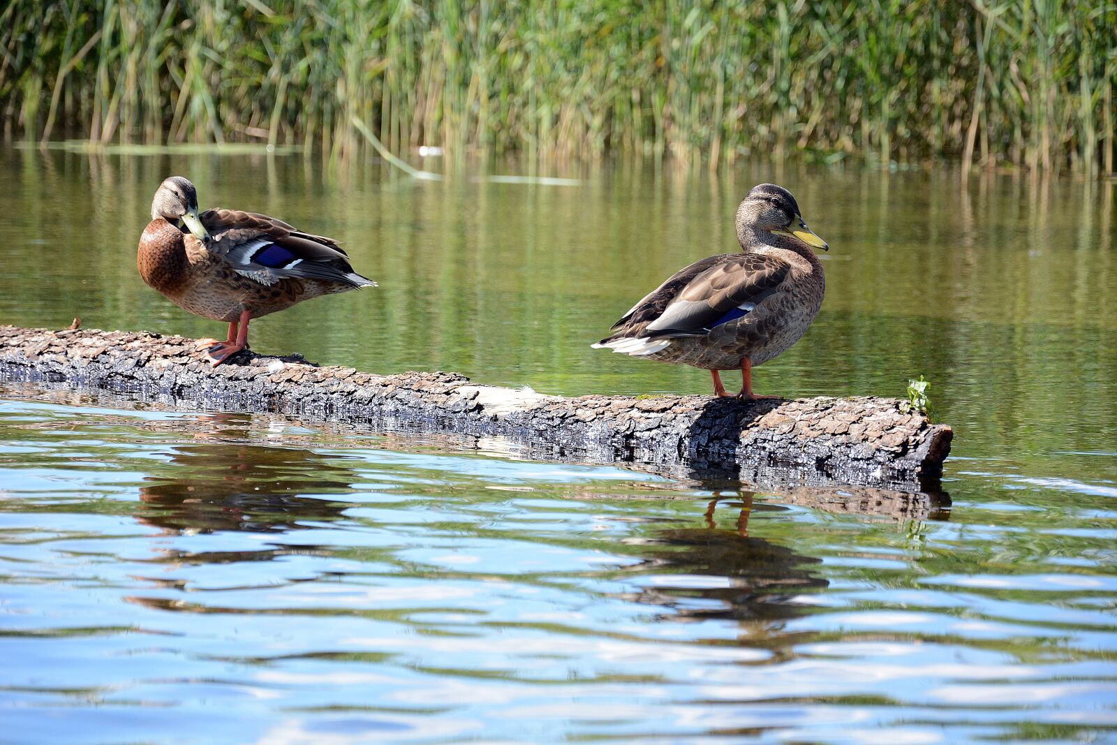 Nikon D5200 sample photo. Ducks, mazuty, lake photography