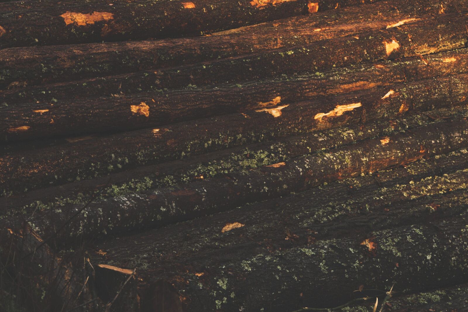 Nikon D5200 sample photo. Lumber, firewood, brown, wood photography