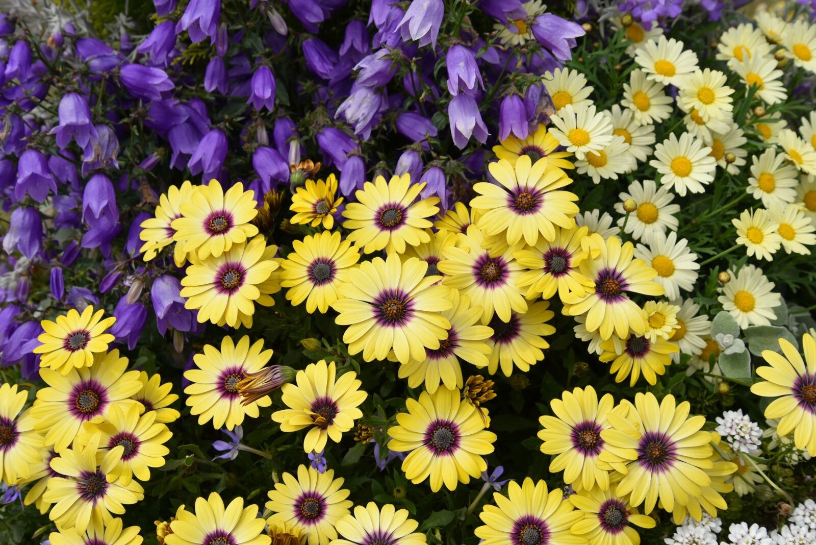 Nikon D750 sample photo. Flowers, flower, spring photography