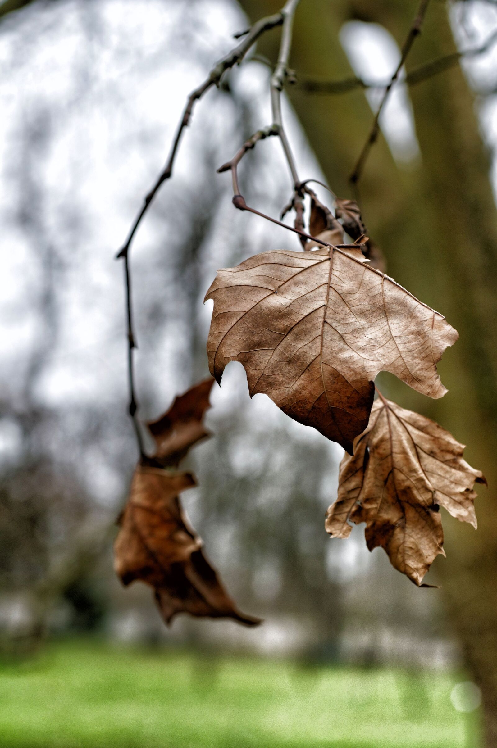 Nikon D300 sample photo. Fall, leaf, nature photography