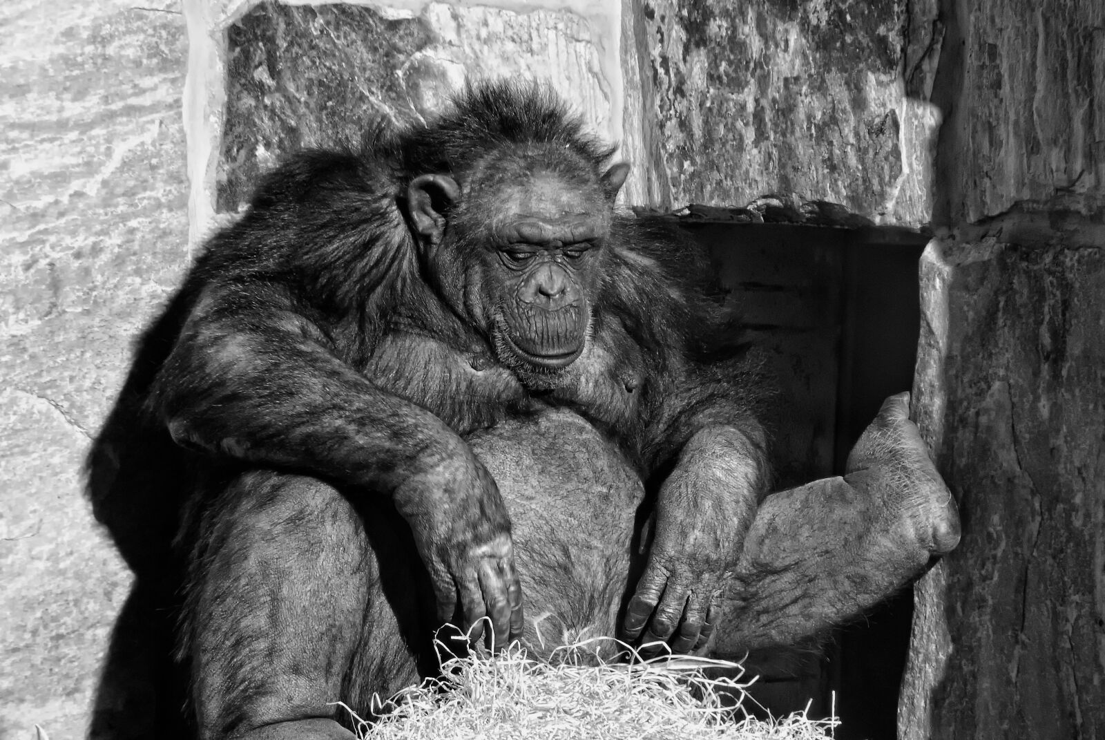 Nikon D3000 sample photo. Chimpanzee, mammal, ape photography