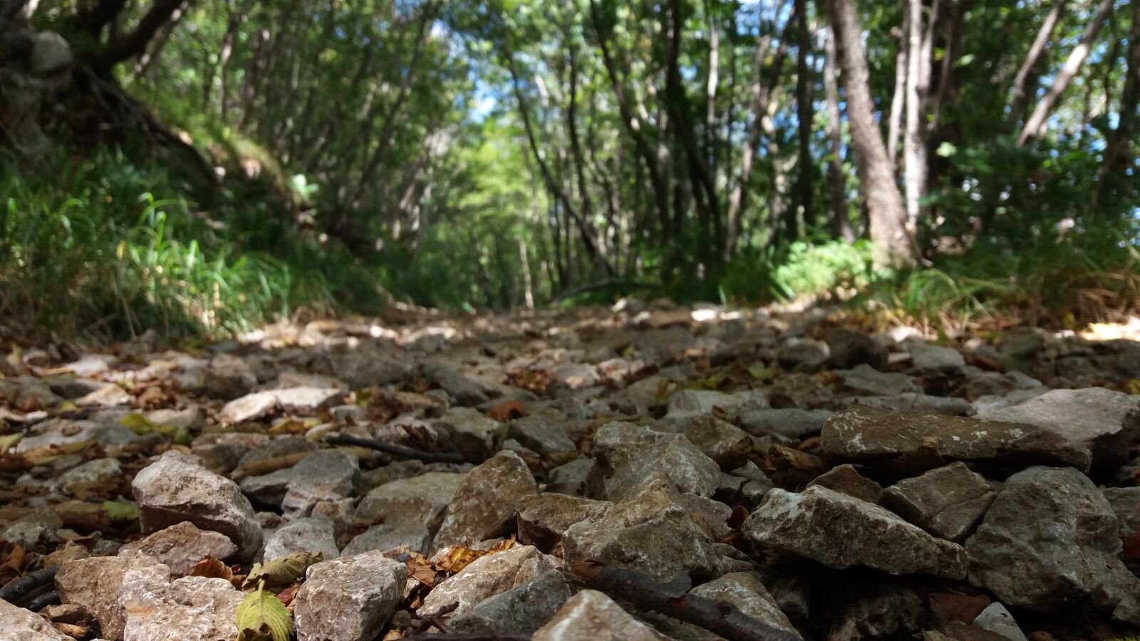Samsung Galaxy J5 sample photo. Forest, forest, path, rocks photography