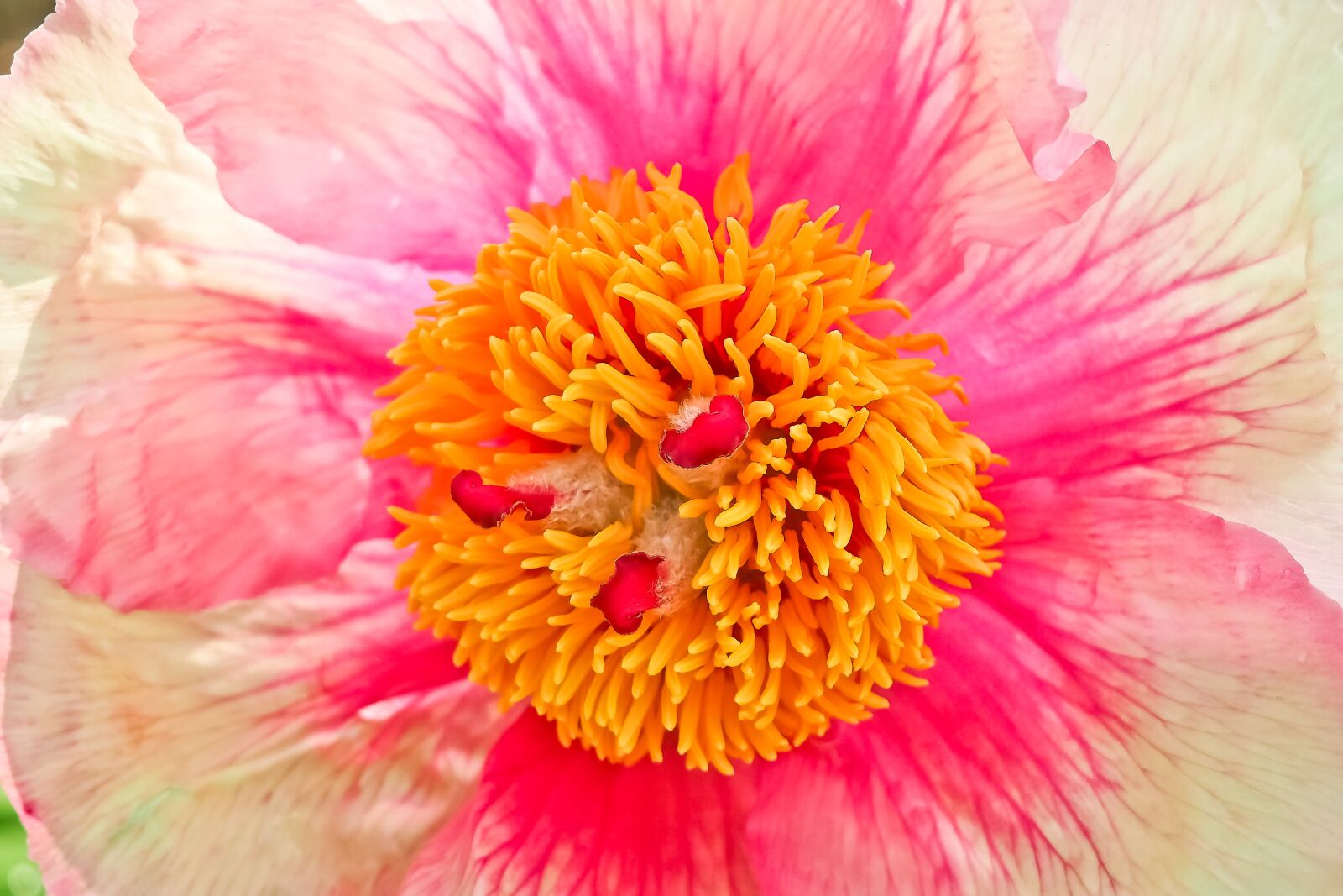 Olympus OM-D E-M10 sample photo. Flower, blossom, bloom photography