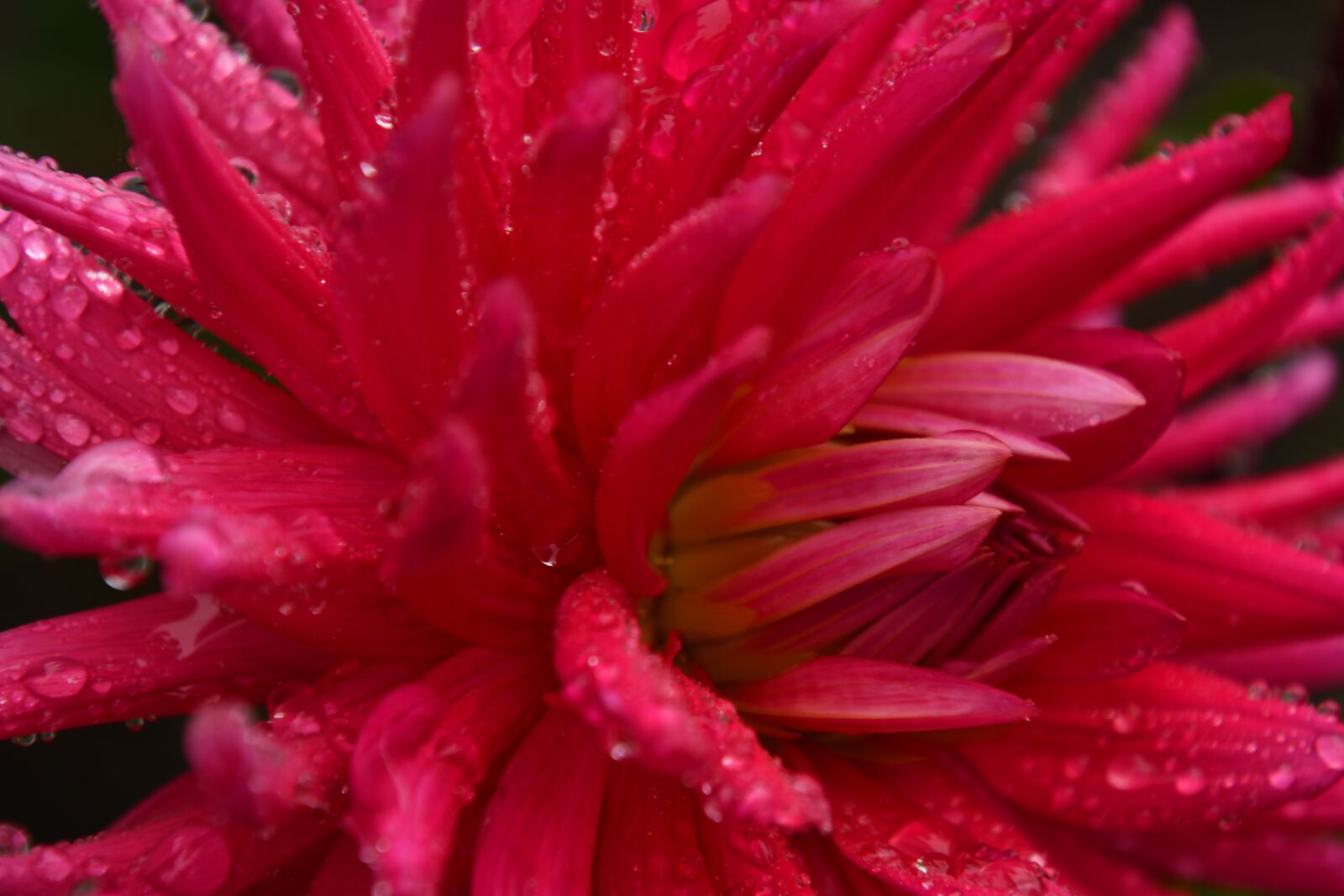 Nikon D7500 sample photo. Dahlia, rain, petals photography