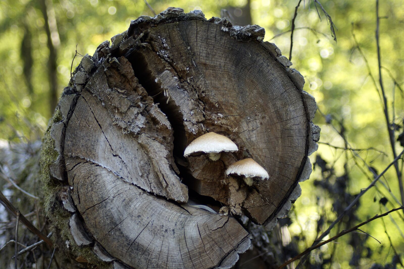 Sony SLT-A58 sample photo. Wood, tribe, mushroom photography