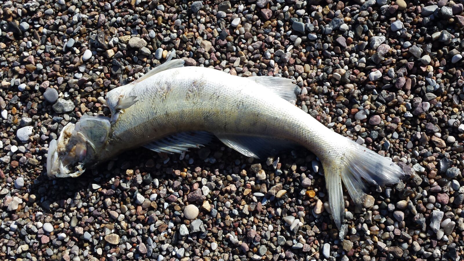 Samsung Galaxy S4 sample photo. Fish, dead, stones photography