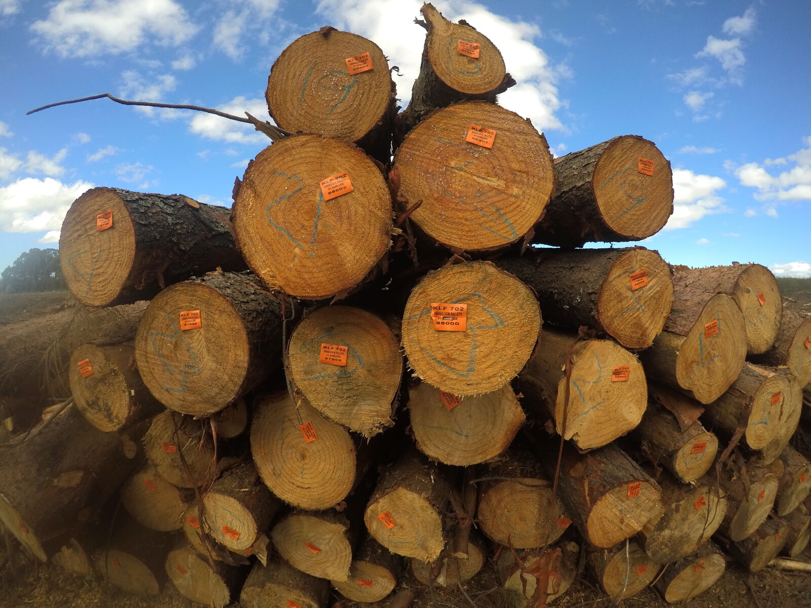 GoPro Hero5 Black sample photo. Bark, branch, brown, circle photography