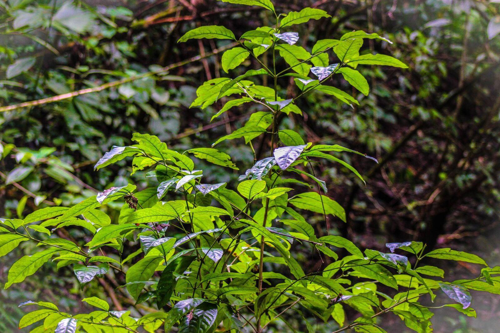 Canon EF75-300mm f/4-5.6 sample photo. Jungle, green, nature photography