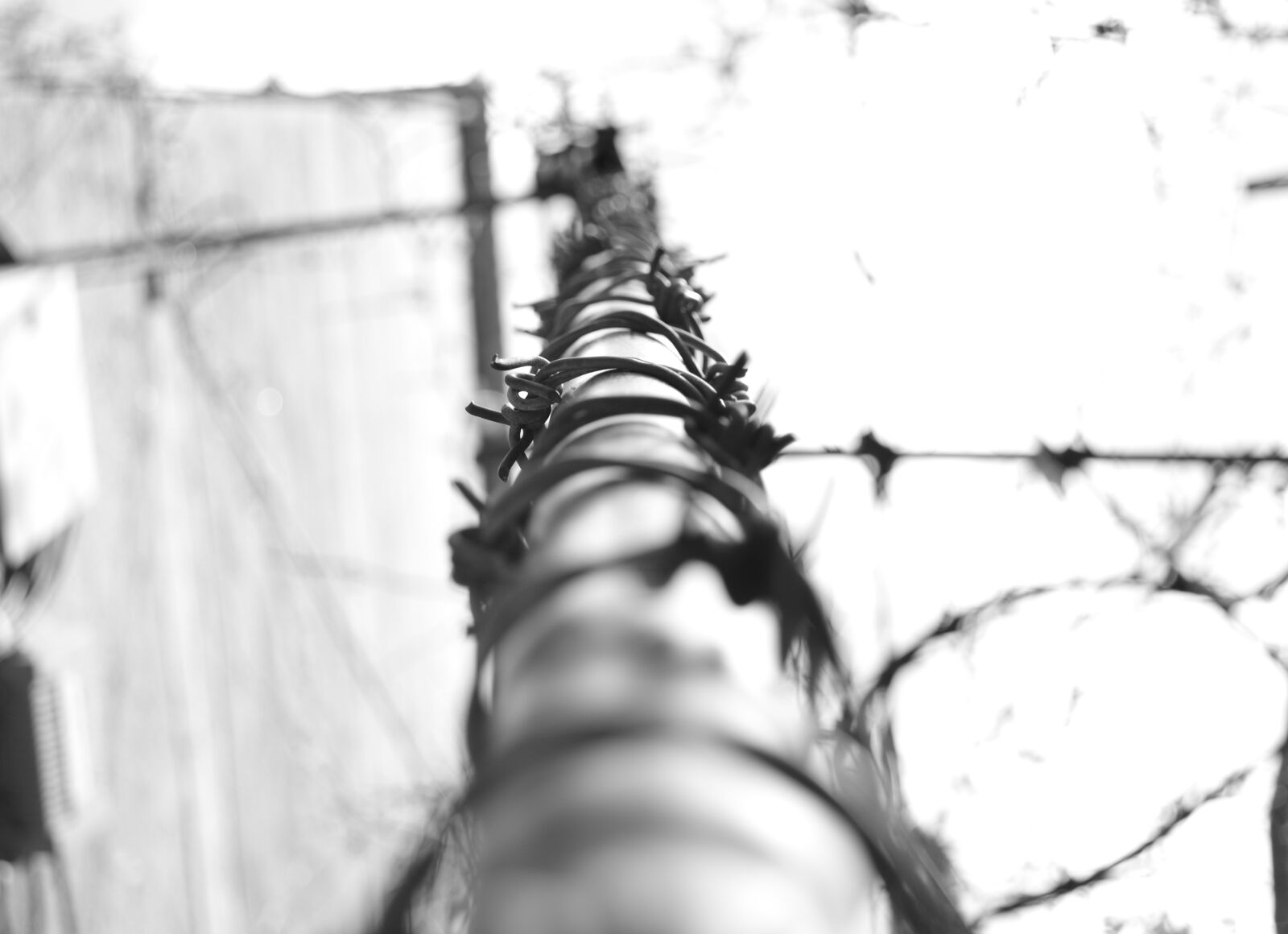Nikon D3100 sample photo. Barbed, wire, black, and photography