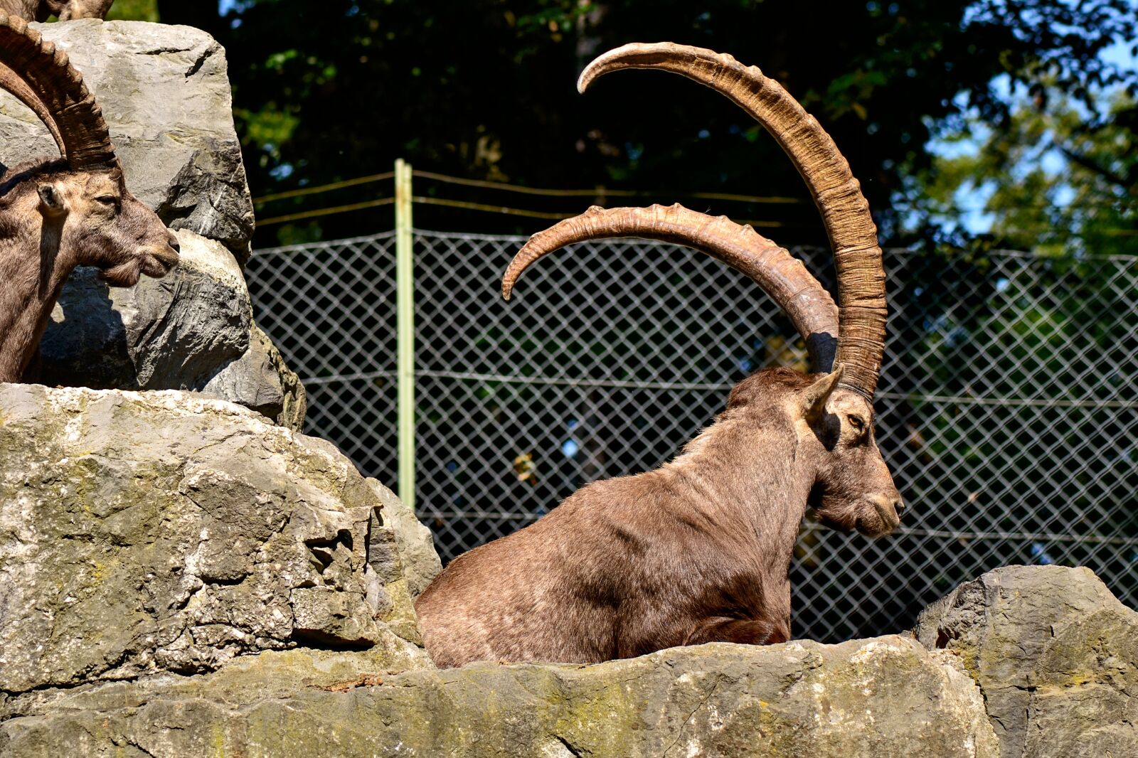 Nikon D3100 sample photo. Capricorn, enclosure, wild animal photography