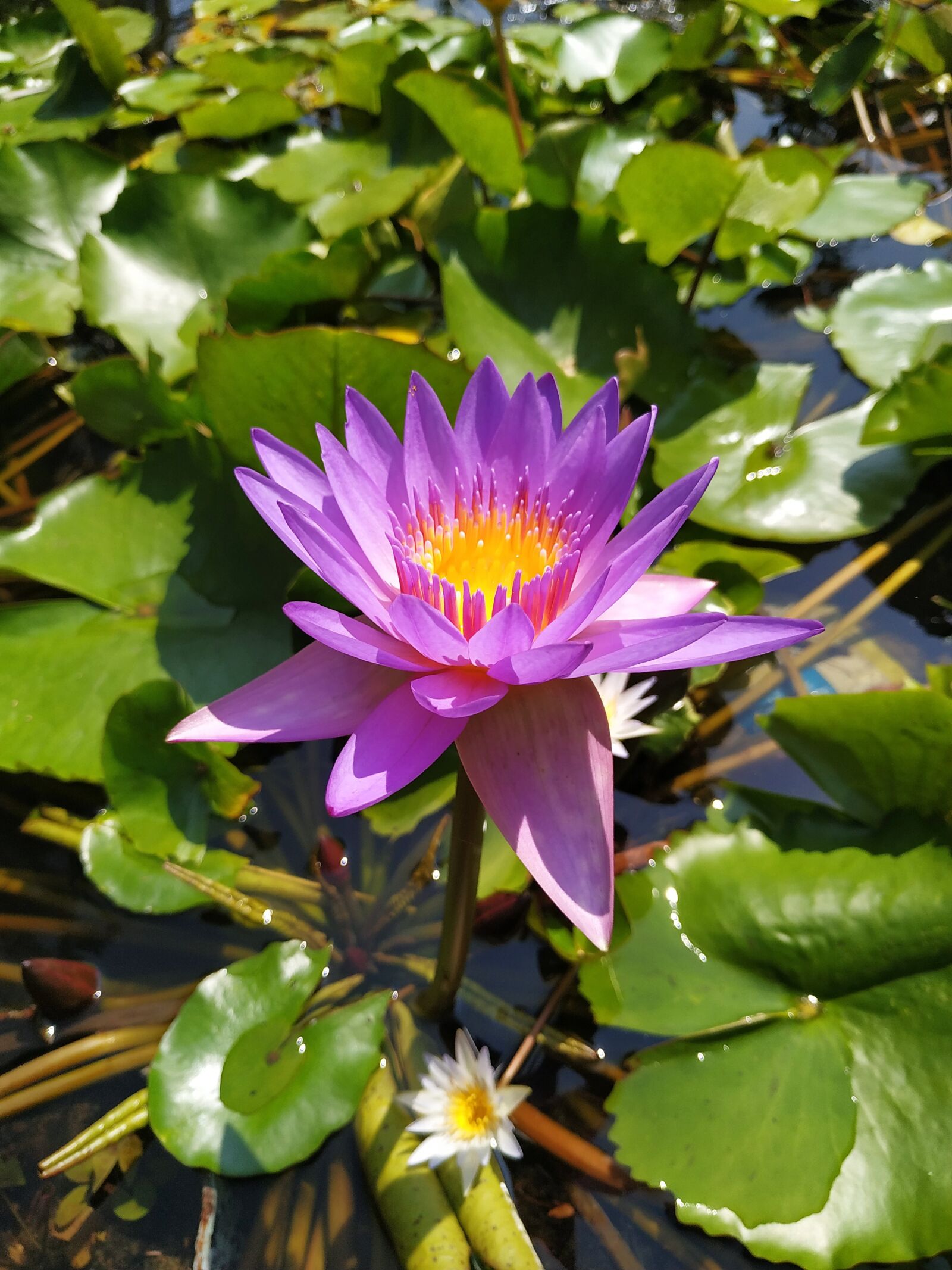 Xiaomi Redmi Note 6 Pro sample photo. Lilly, flower, adorable photography