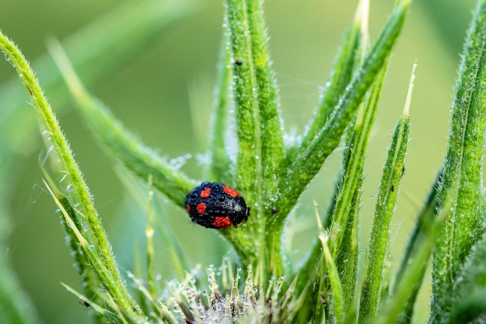 Canon EOS 750D (EOS Rebel T6i / EOS Kiss X8i) sample photo. Ladybug, asian ladybug, a photography