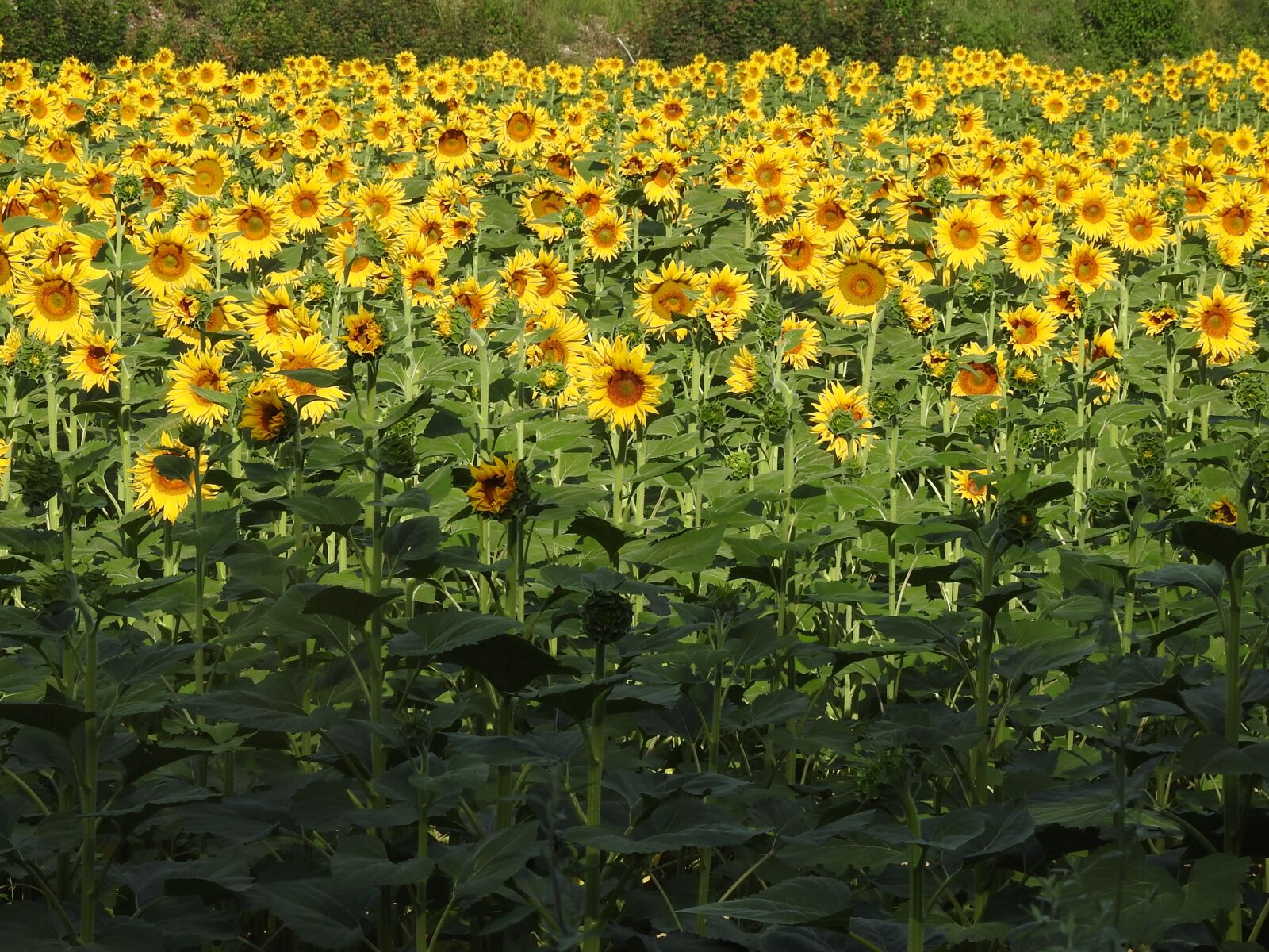 Nikon Coolpix P900 sample photo. Sunflowers, joy, beauty photography