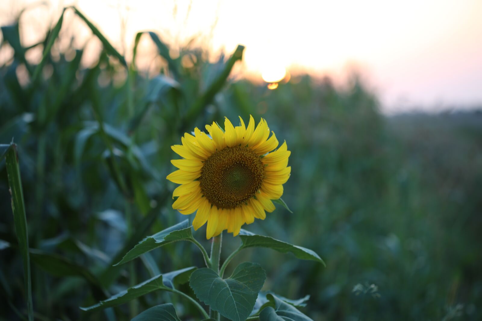 Canon EOS 6D + Canon EF 100mm F2.8 Macro USM sample photo. Sunflower on sunset, evening photography