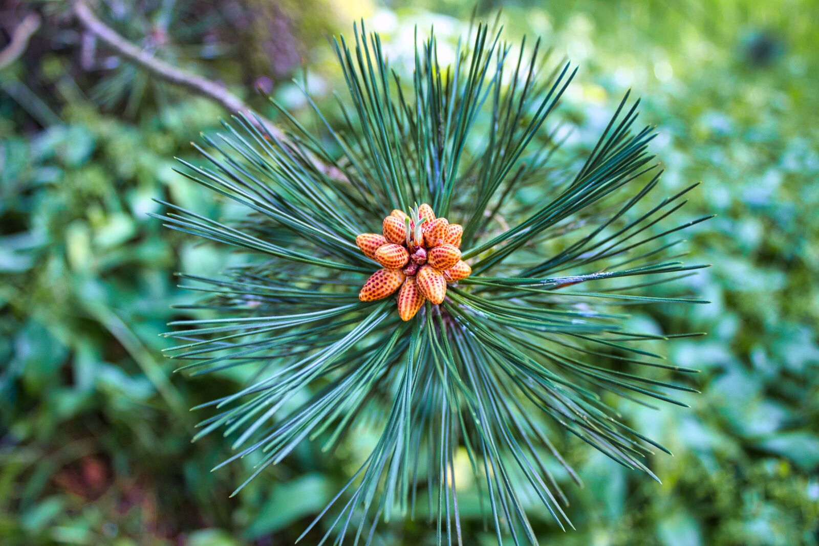 Canon EOS 600D (Rebel EOS T3i / EOS Kiss X5) sample photo. Fir tree, blossom, bloom photography