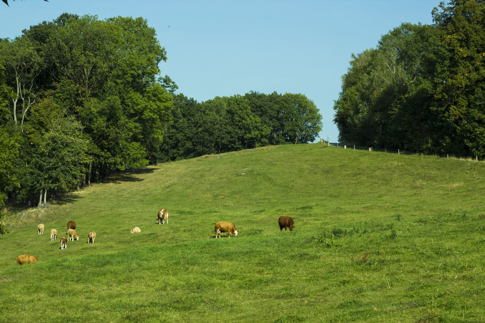 Canon EF 50mm F1.8 STM sample photo. Pasture, cows, cattle photography