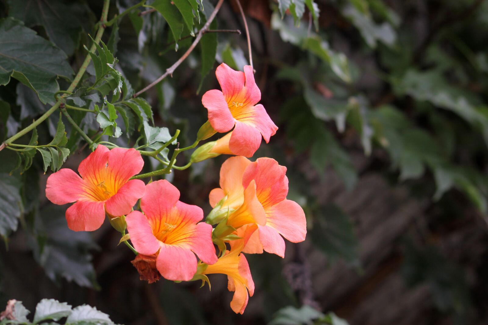 Canon EOS 50D sample photo. Campsis, trumpet flower, flowers photography
