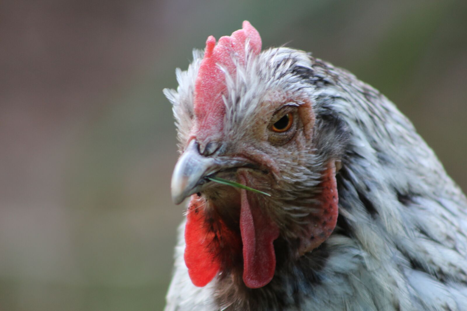 Canon EF75-300mm f/4-5.6 sample photo. Chicken, hen, poultry photography