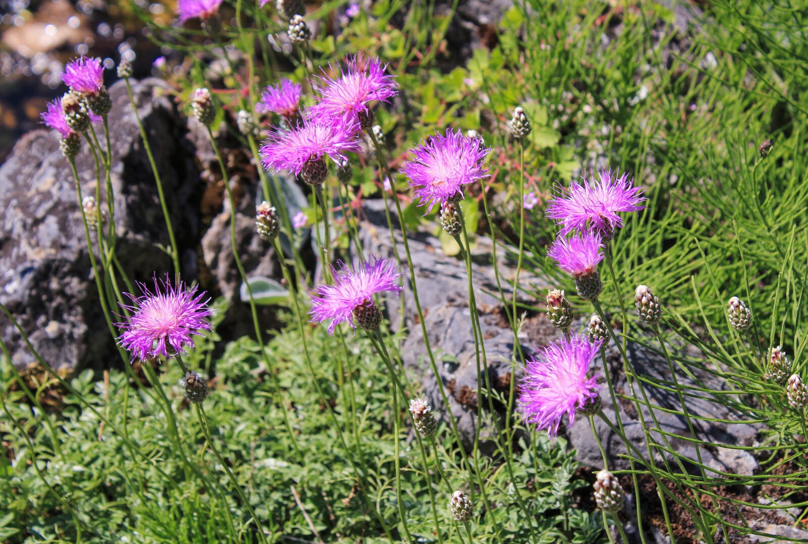 Canon EOS 2000D (EOS Rebel T7 / EOS Kiss X90 / EOS 1500D) sample photo. Flower, purple flower, blossom photography