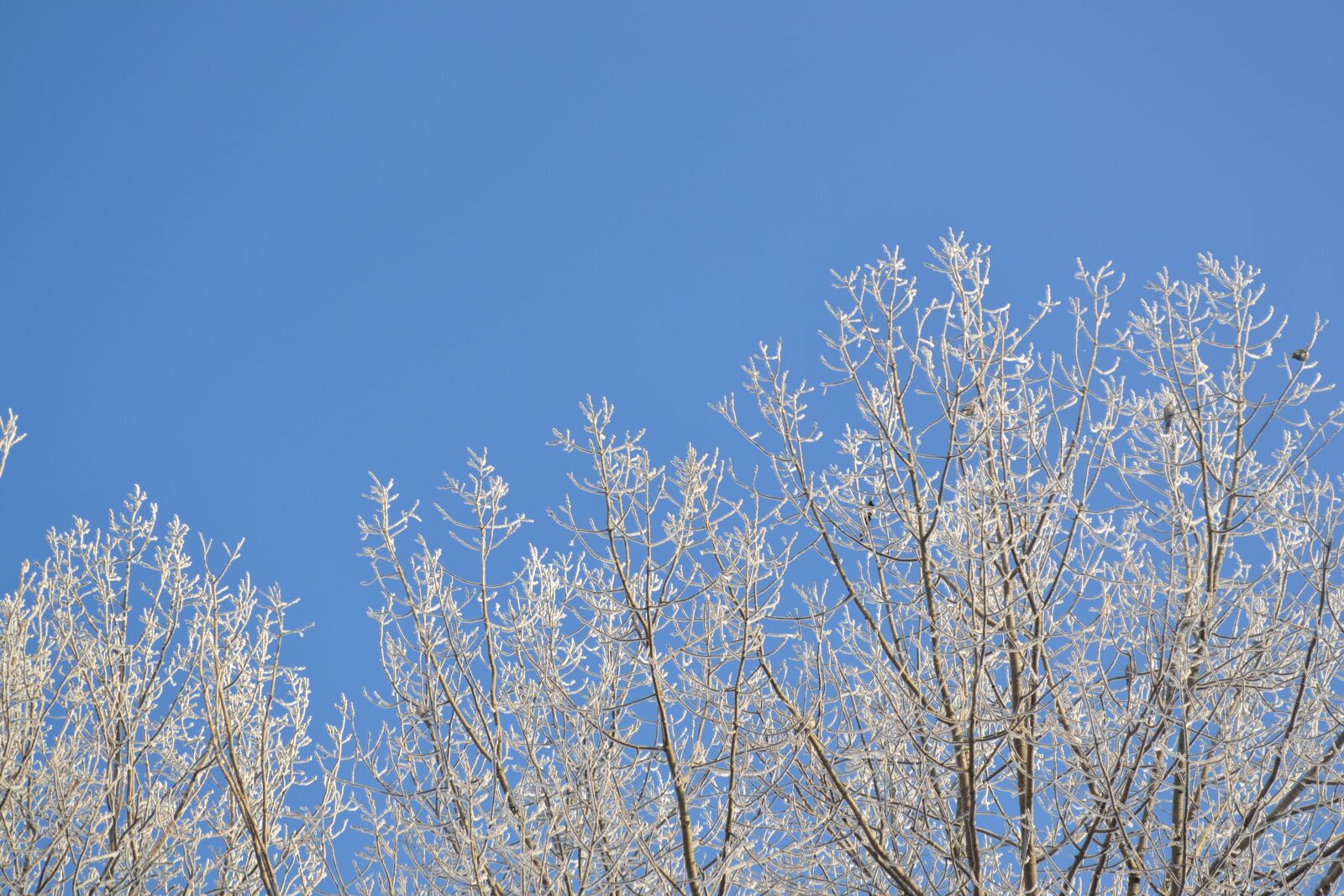 Nikon D3100 sample photo. Winter, snow, cold photography