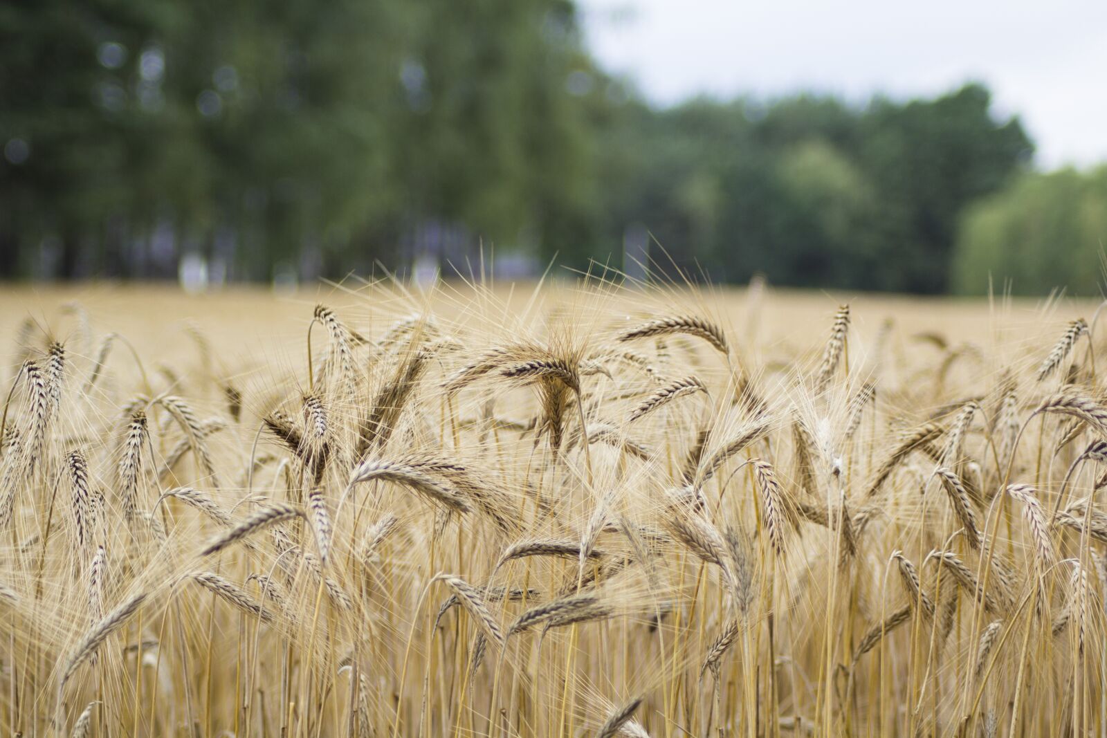 Canon EOS 60D sample photo. Rice, field, farm photography