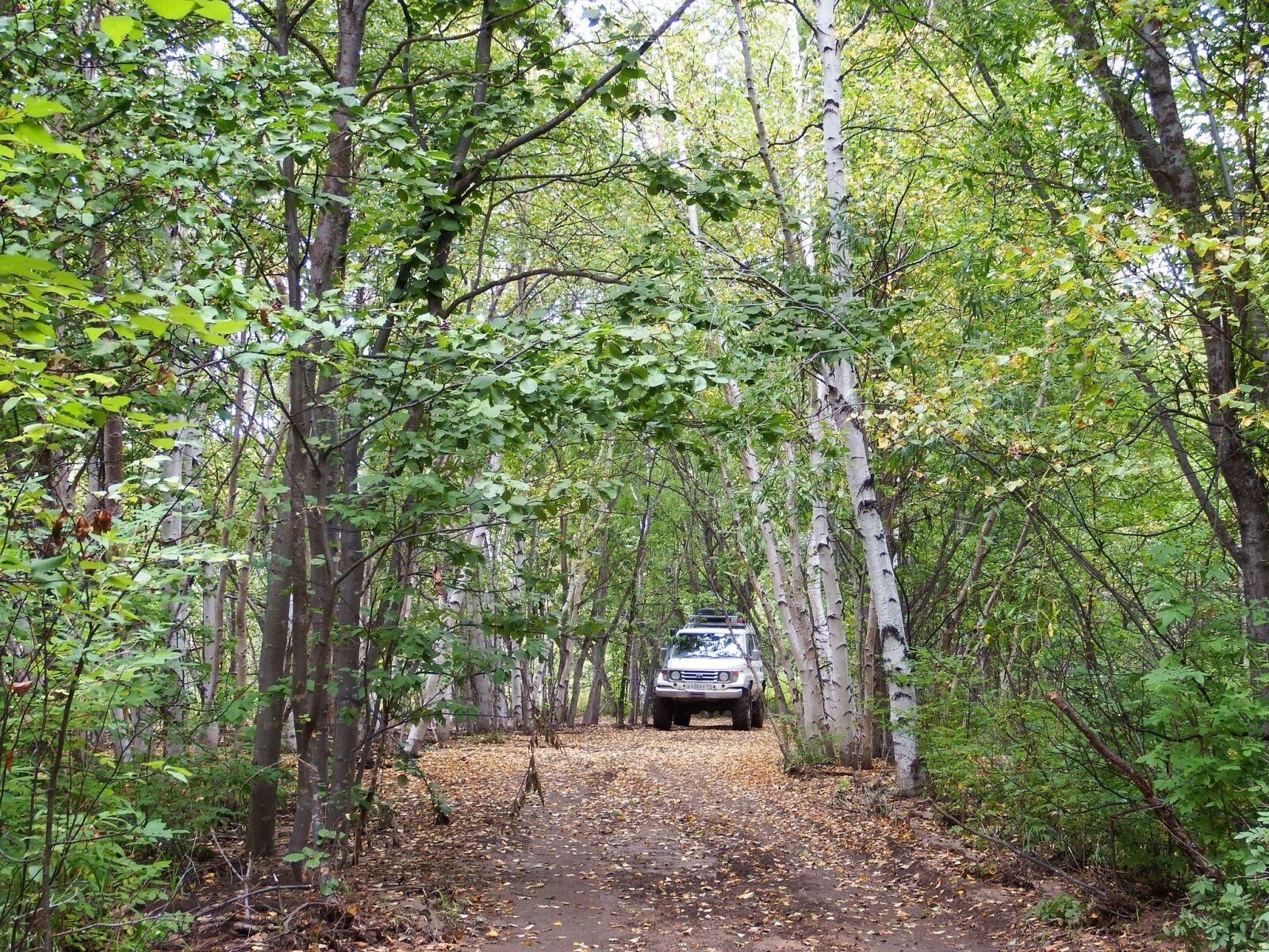 Fujifilm FinePix S1 sample photo. Forest, autumn, road photography