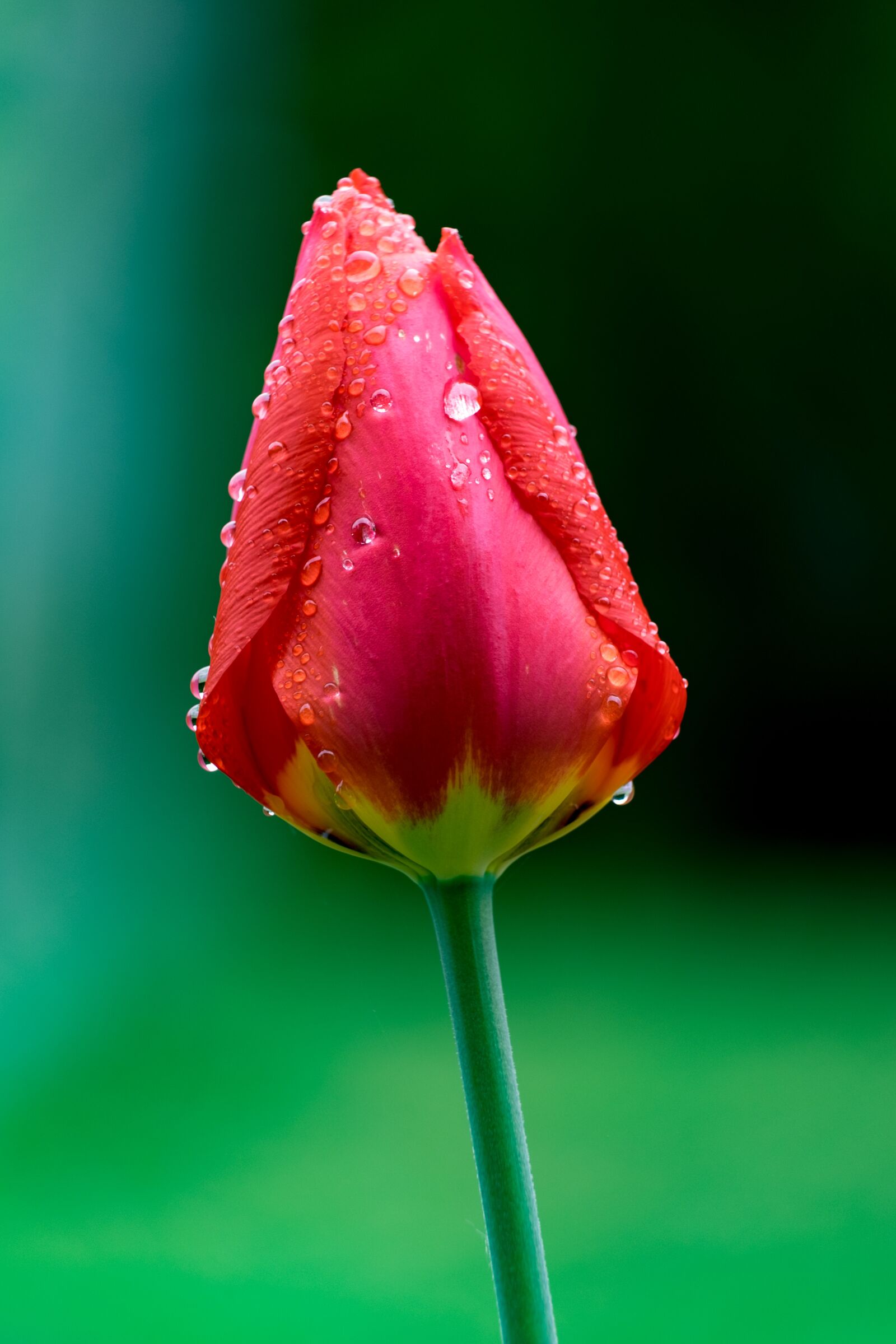 Fujifilm X-T10 sample photo. Tulip, flower, garden photography